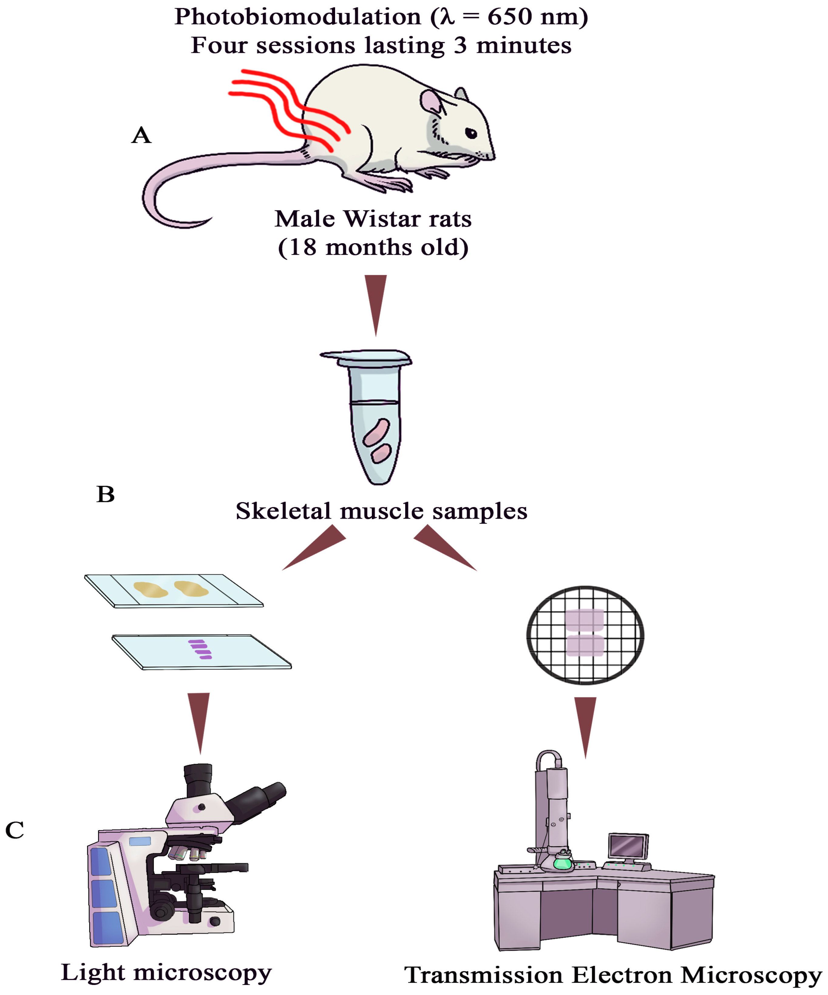 Cells 15 00710 g001 Cells 15 00710 g001