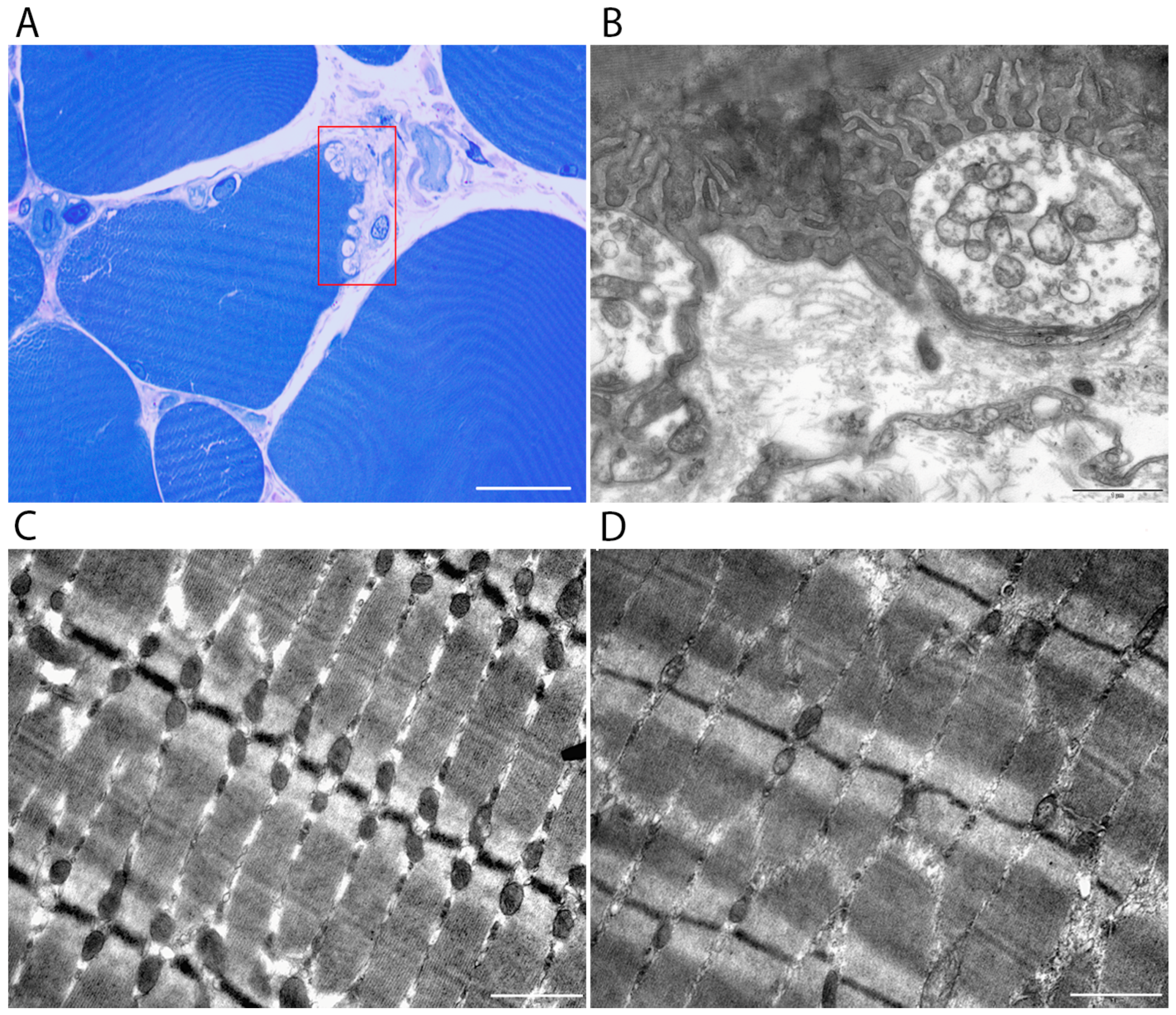 Cells 15 00710 g002 Cells 15 00710 g002