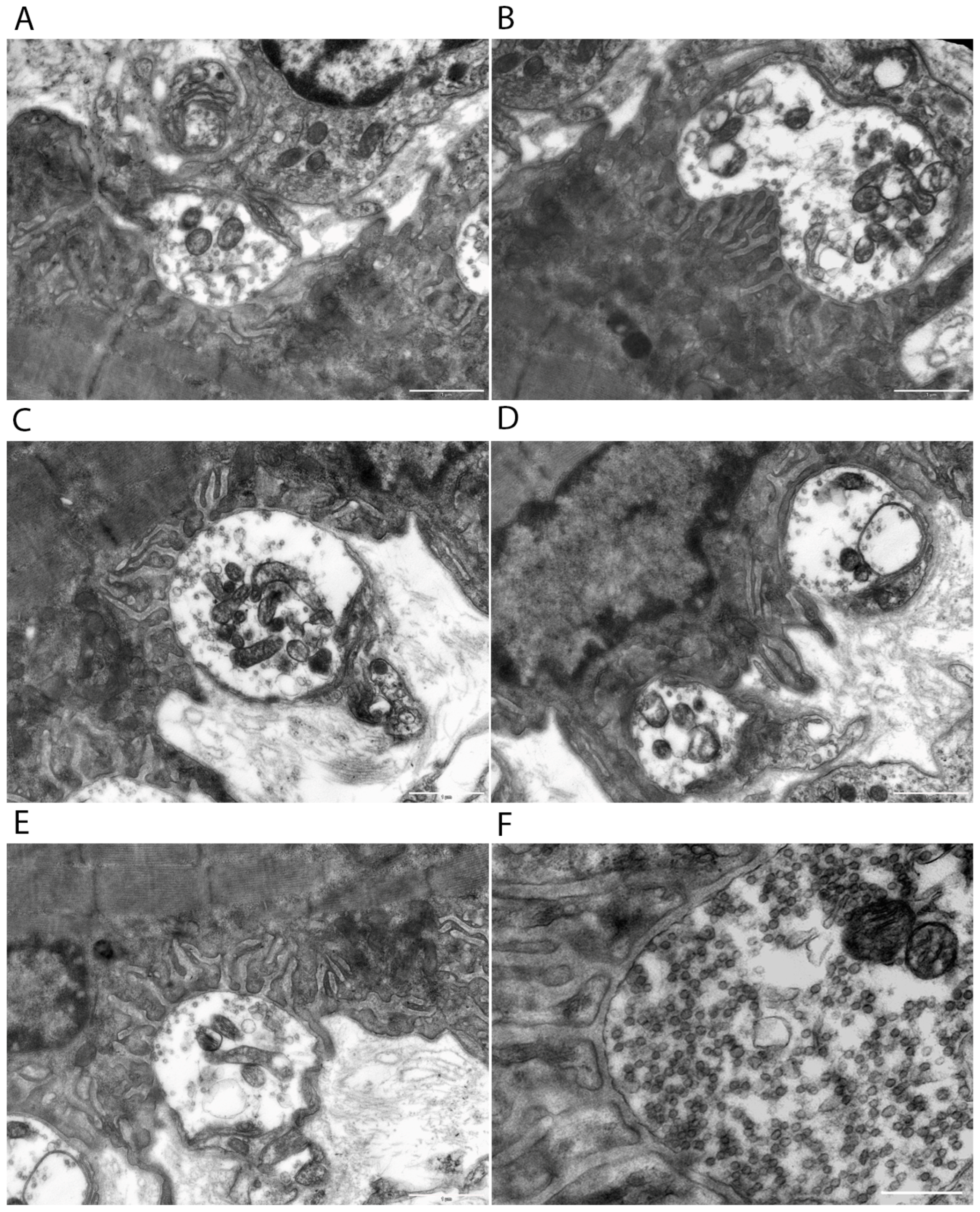 Cells 15 00710 g004 Cells 15 00710 g004