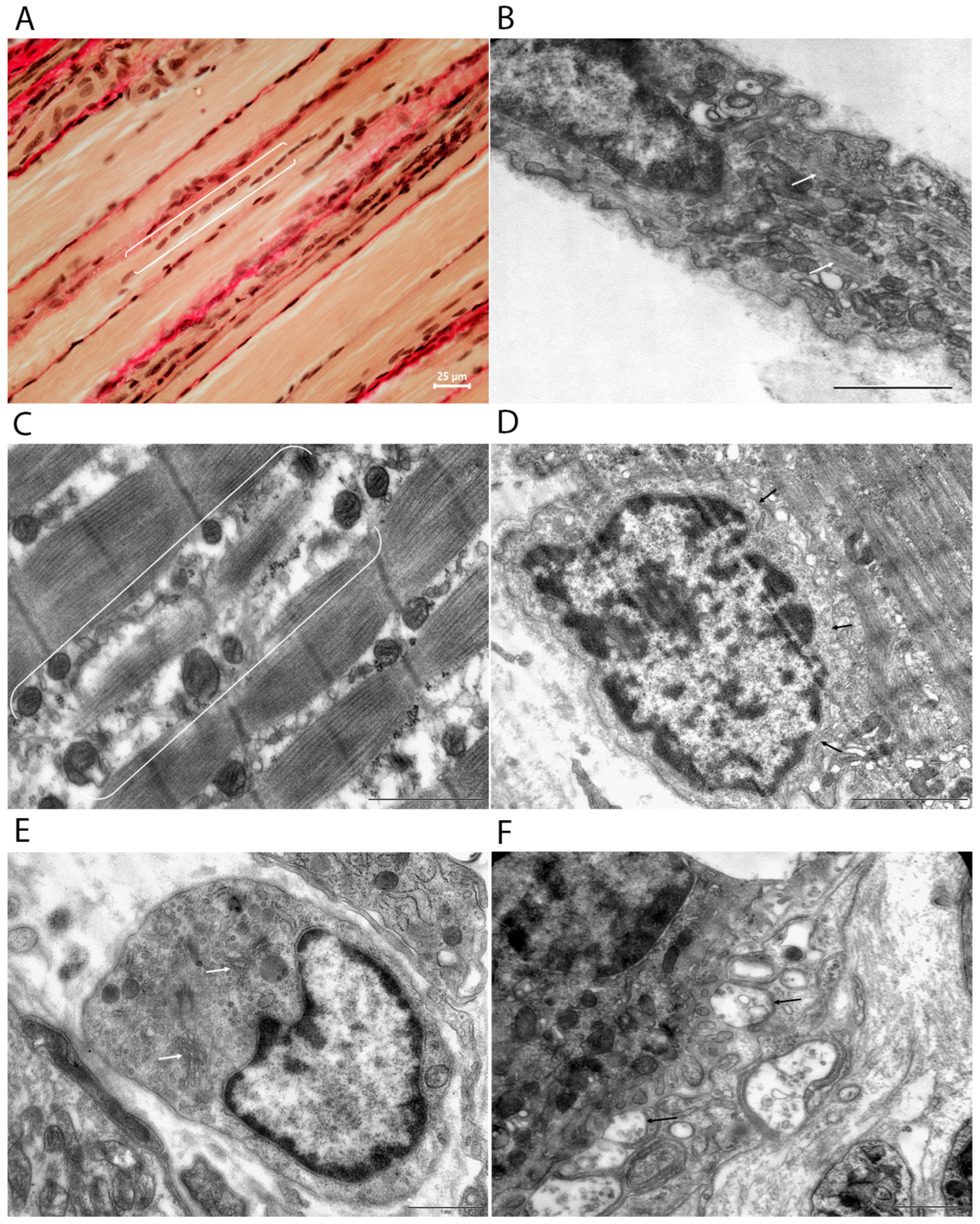 Cells 15 00710 g005 Cells 15 00710 g005