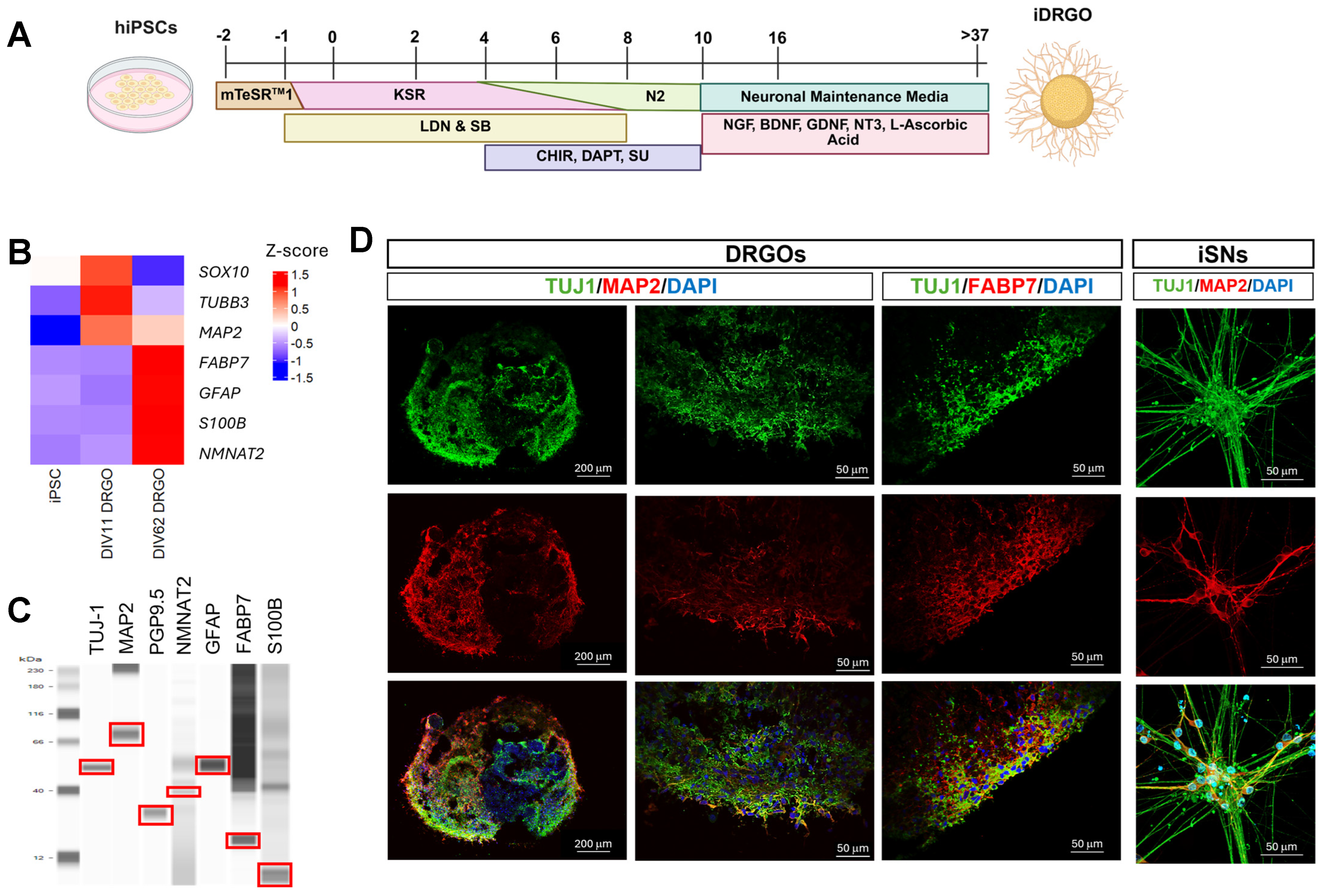 Cells 15 00724 g001 Cells 15 00724 g001