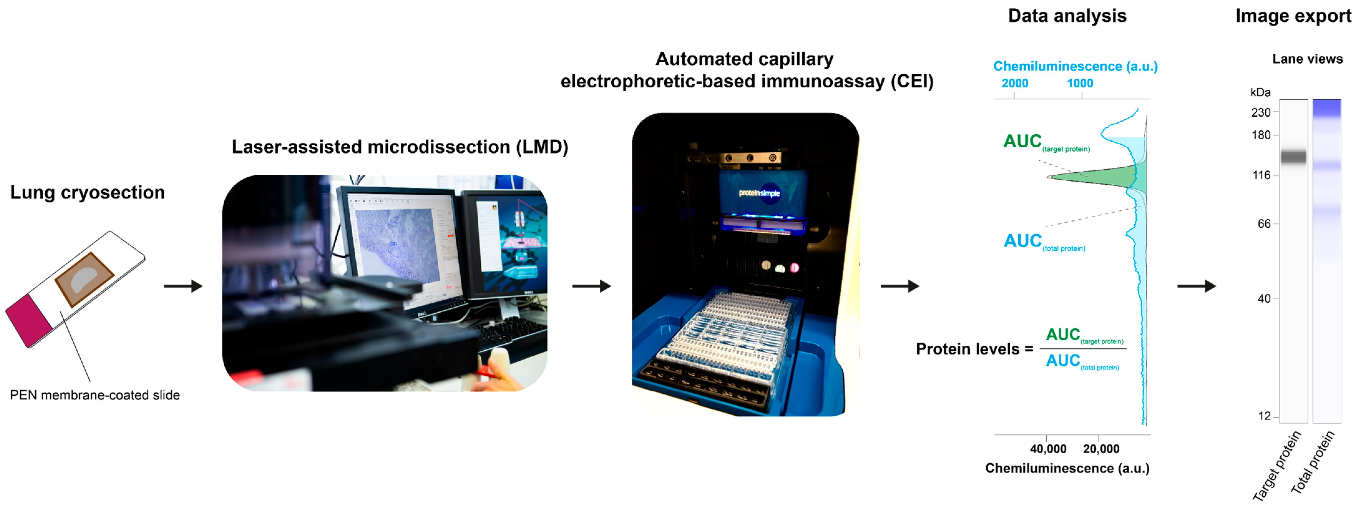 Cells 15 00737 g001 Cells 15 00737 g001