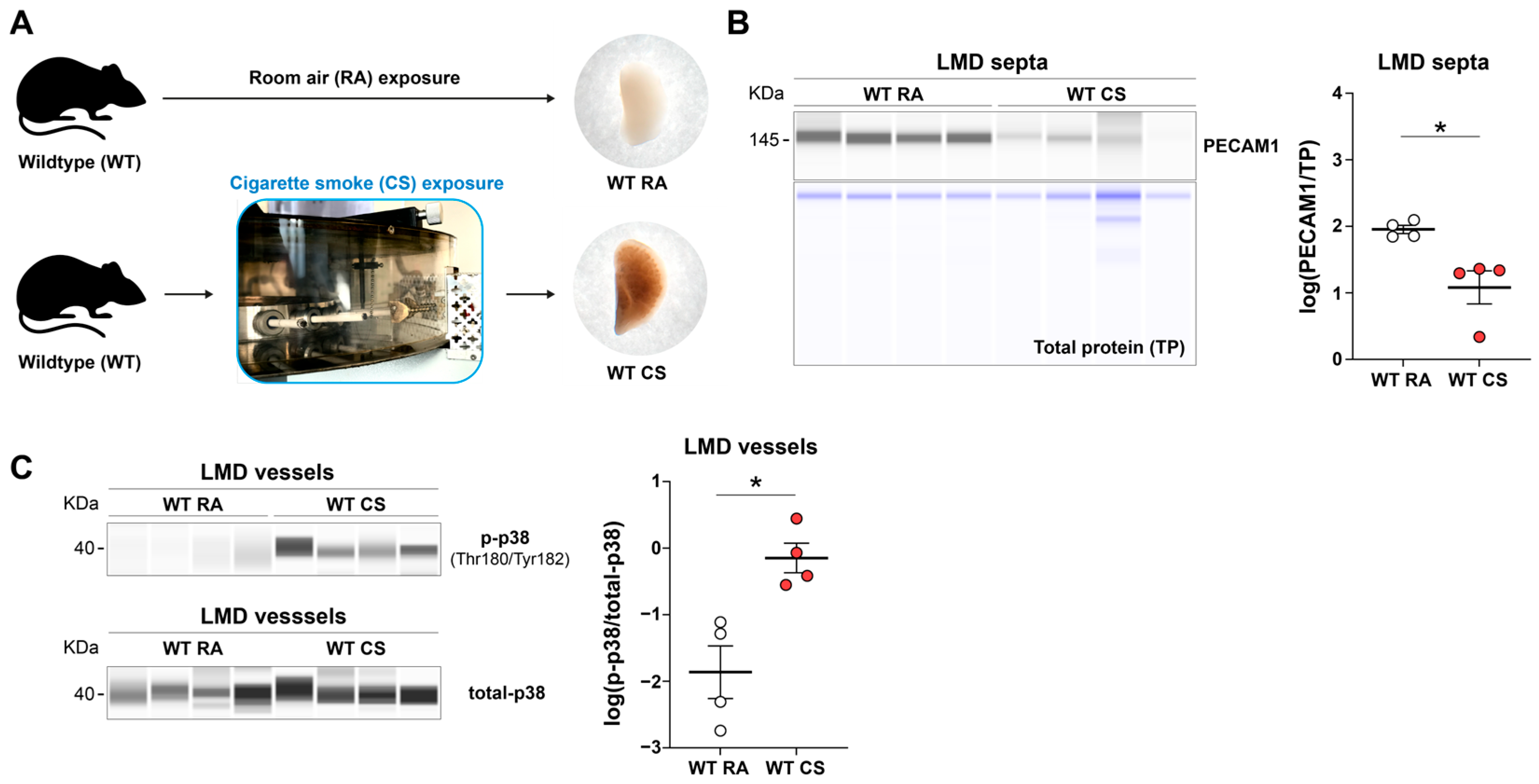 Cells 15 00737 g004 Cells 15 00737 g004