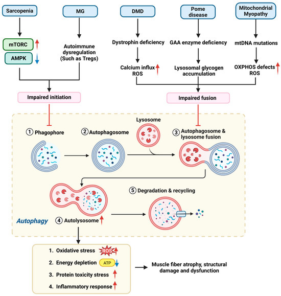 glutathione coupled with Glutathione-dependent depalmitoylation of phospholemman by peroxiredoxin 6