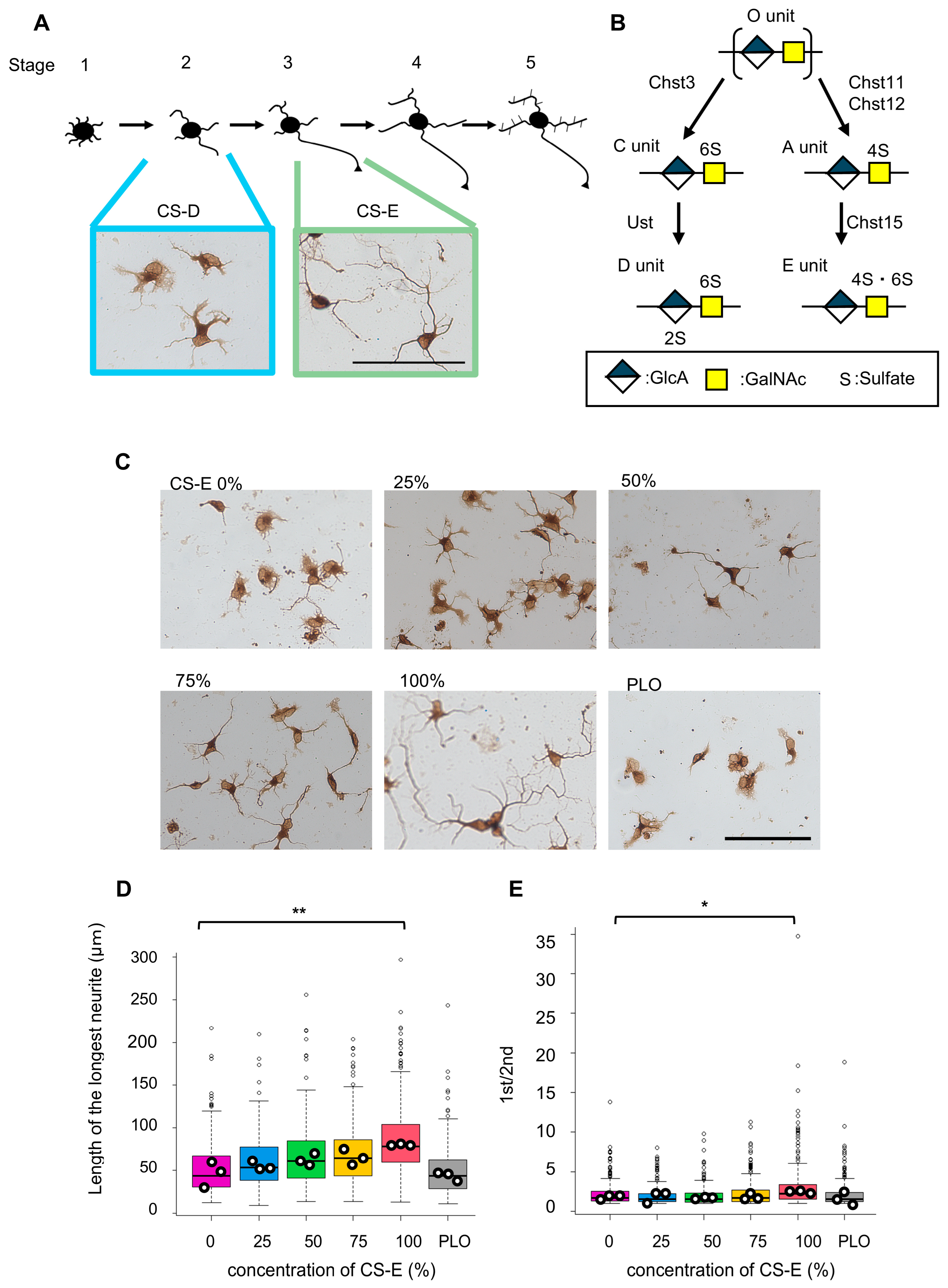 Cells 15 00747 g001 Cells 15 00747 g001