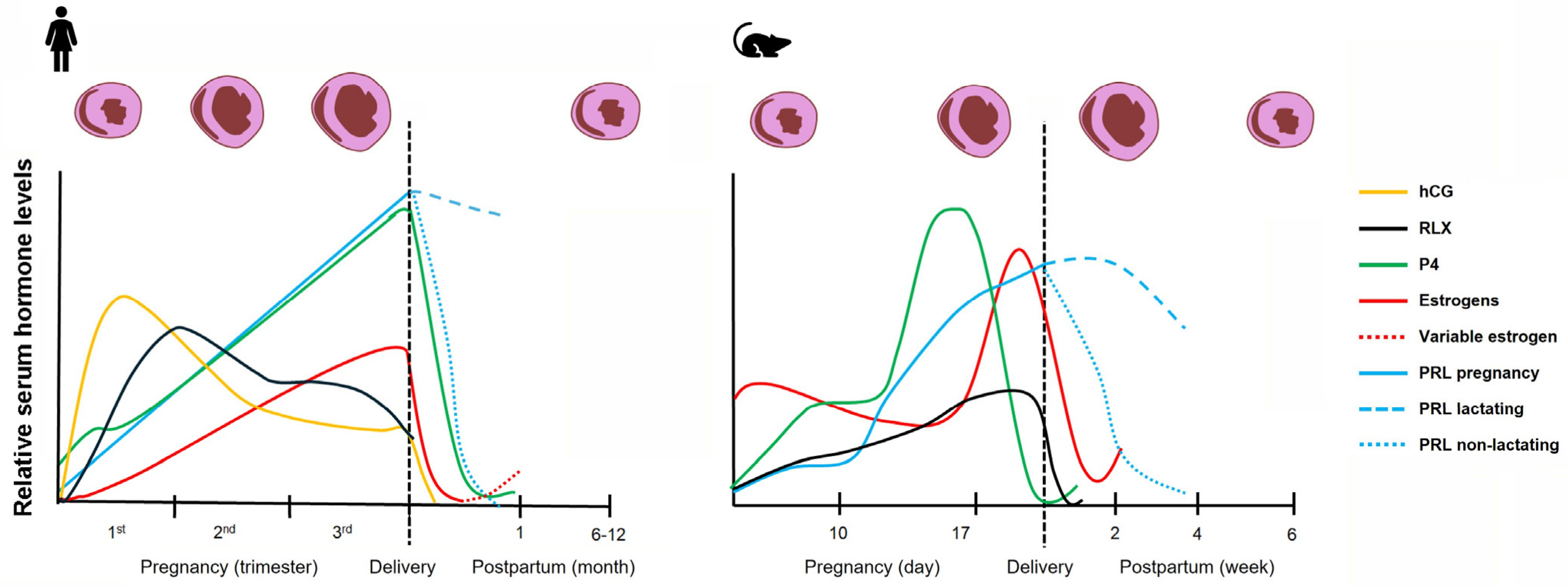 Cells 15 00778 g002 Cells 15 00778 g002