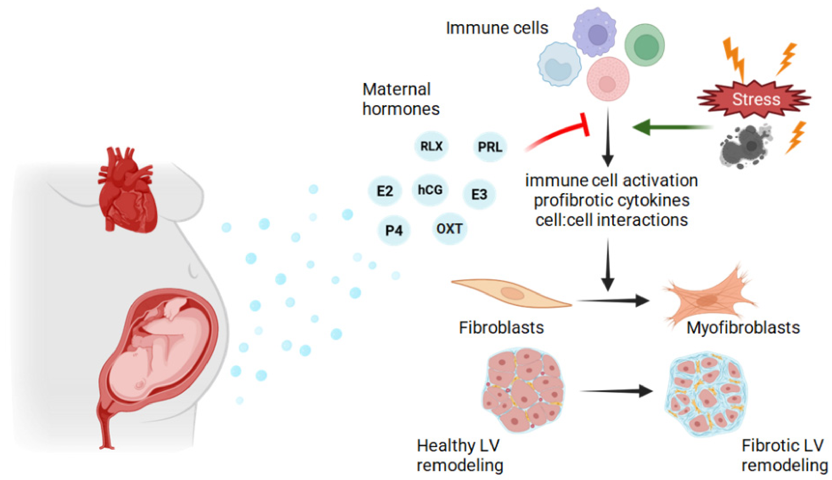 Cells 15 00778 g003 Cells 15 00778 g003