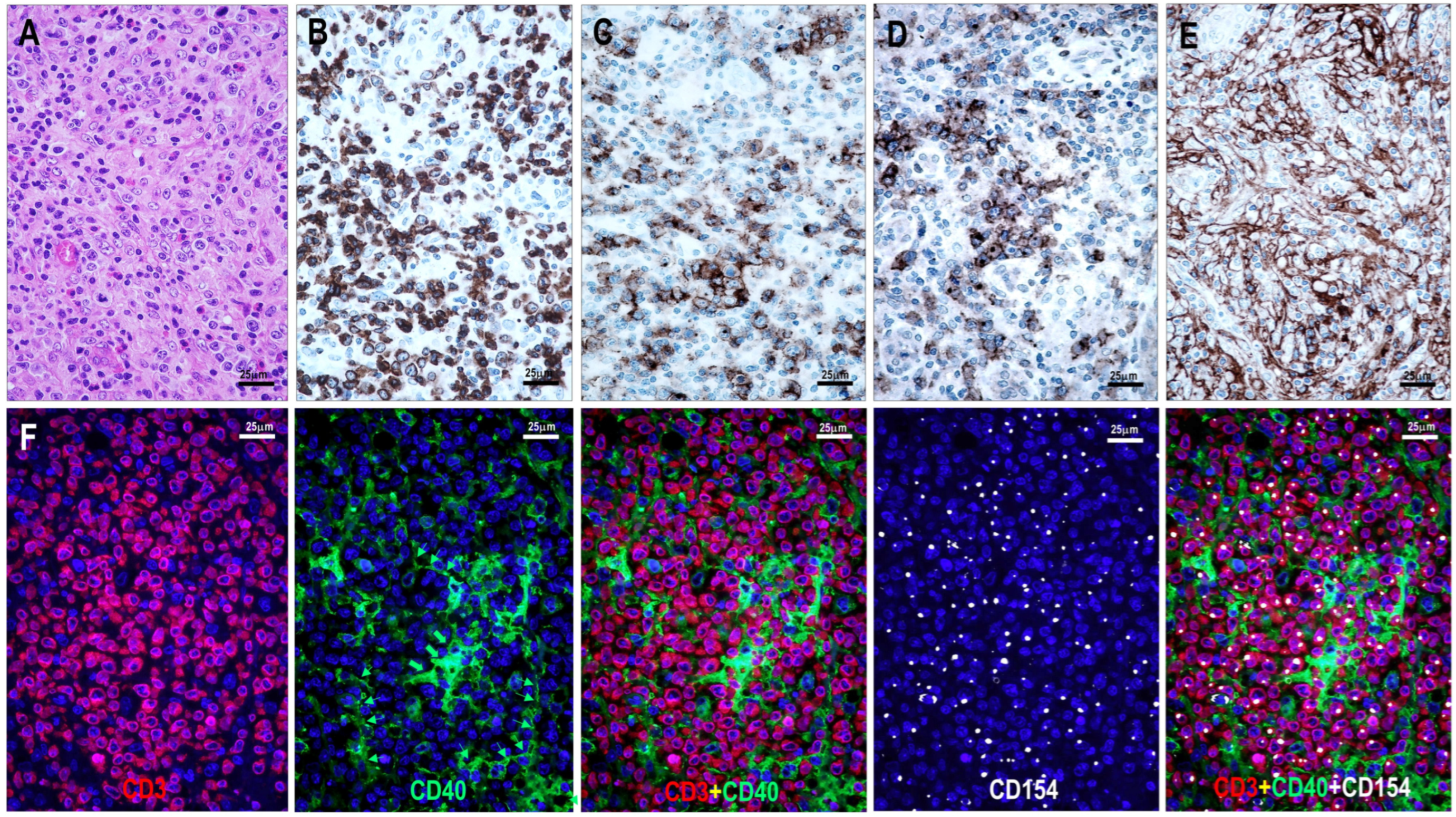 Cells 15 00785 g003 Cells 15 00785 g003