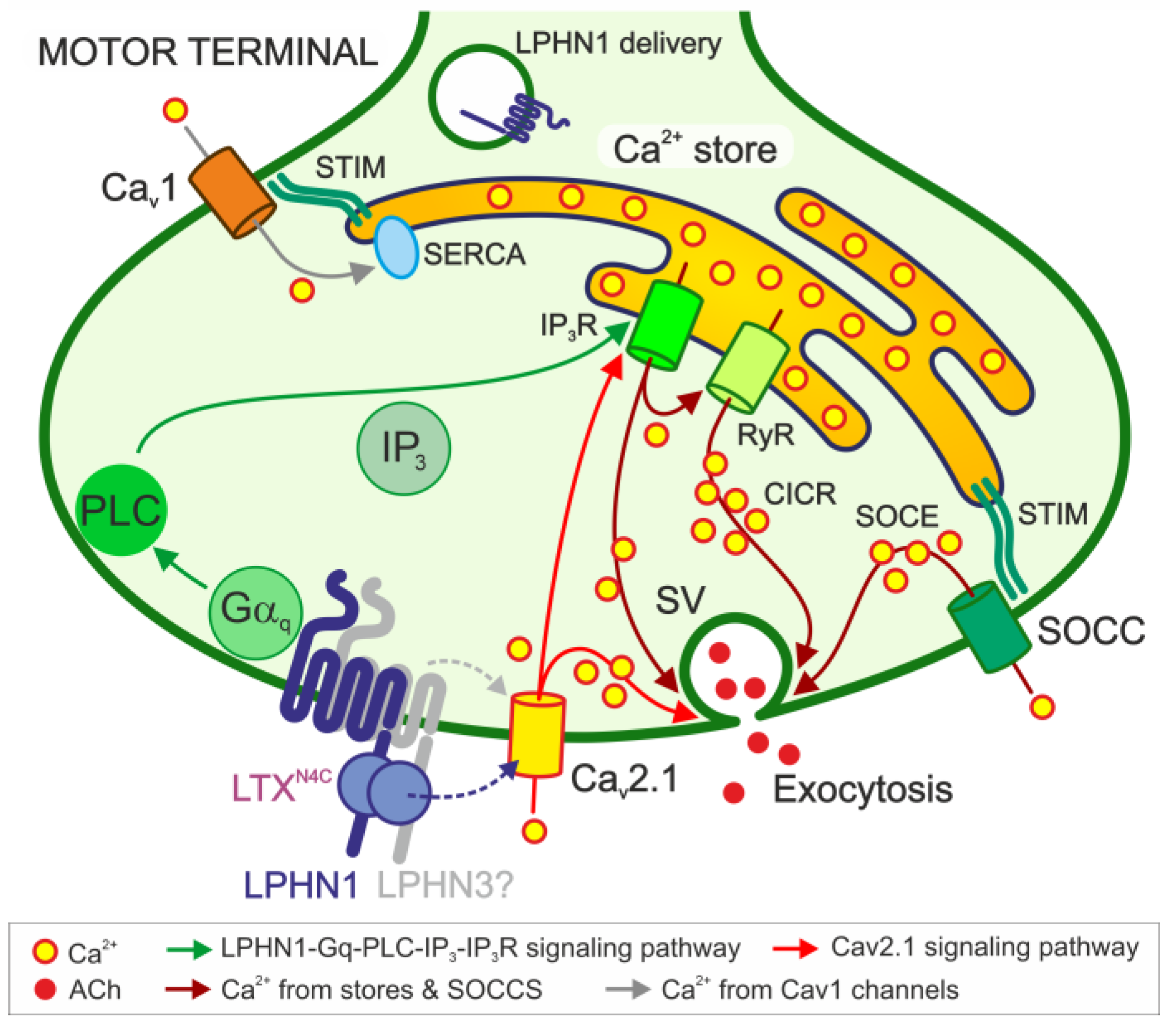 Cells 15 00821 g009 Cells 15 00821 g009