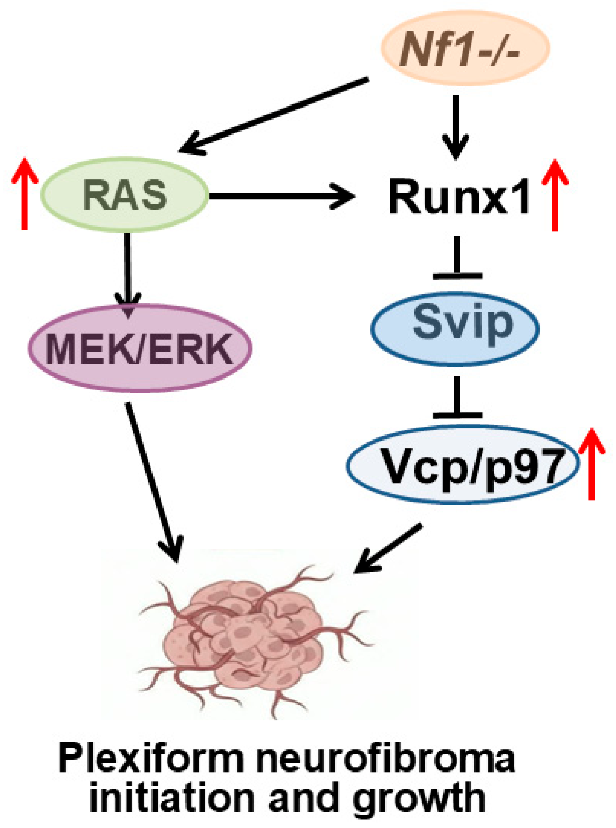 Cells 15 00848 g007 Cells 15 00848 g007