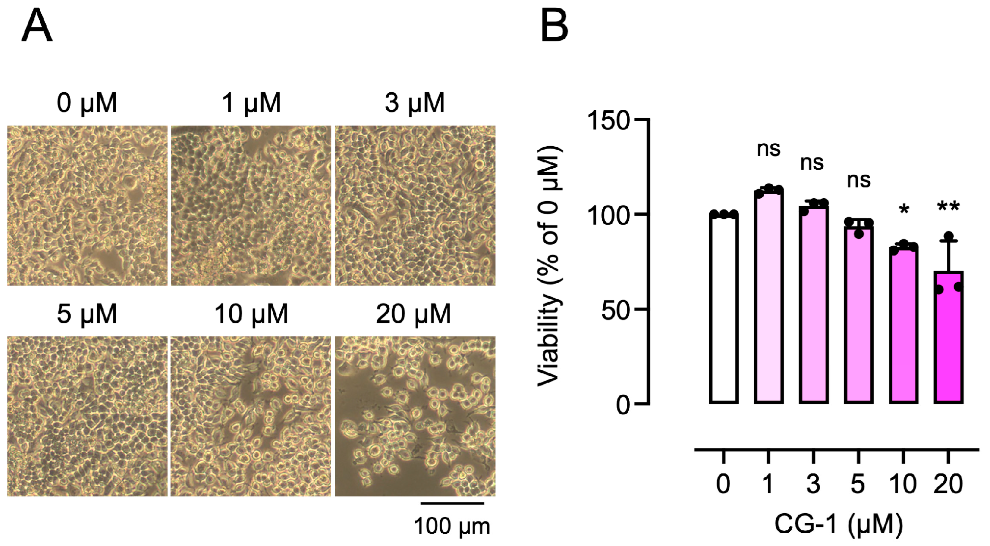 Cells 15 00854 g001 Cells 15 00854 g001