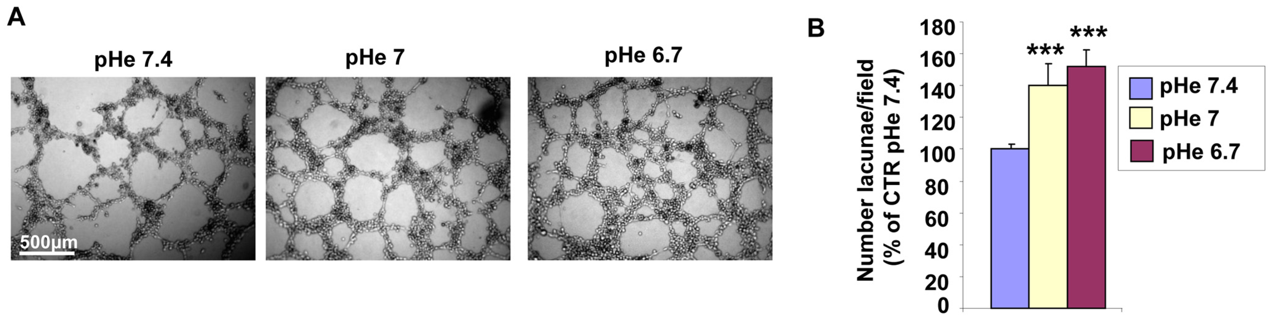 Cells 15 00865 g001
