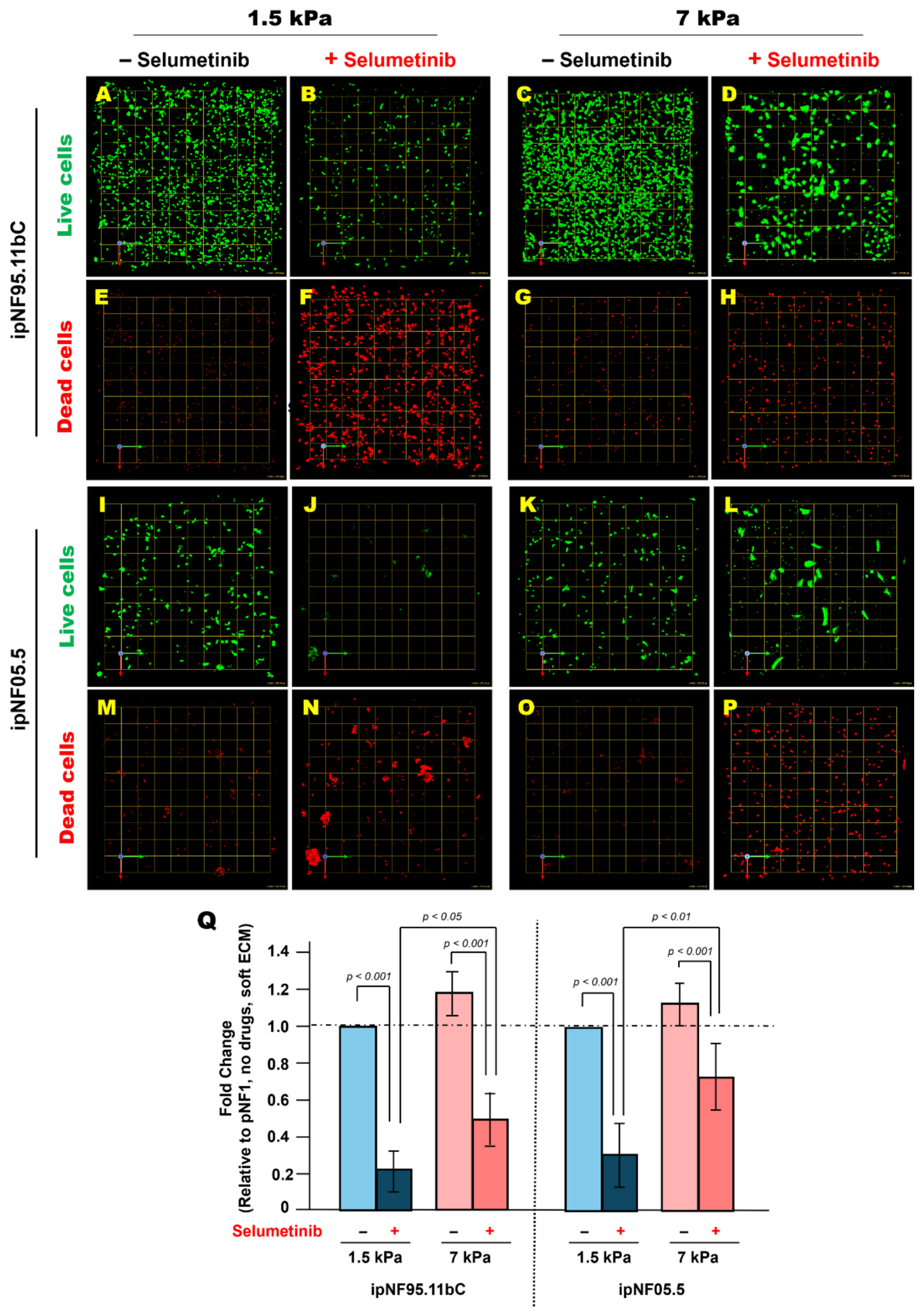 Cells 15 00877 g005 Cells 15 00877 g005