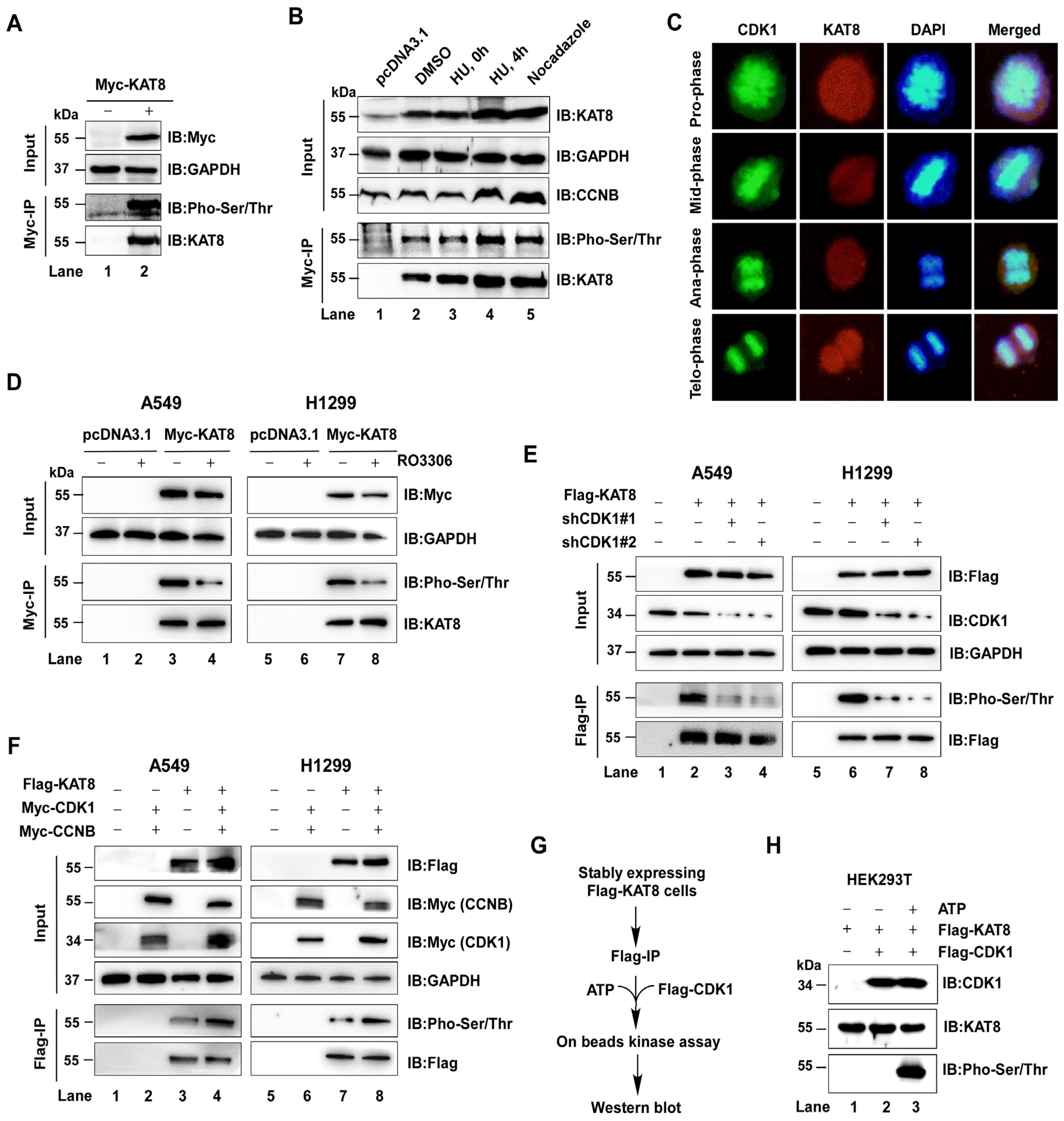 Cells 15 00897 g001 Cells 15 00897 g001