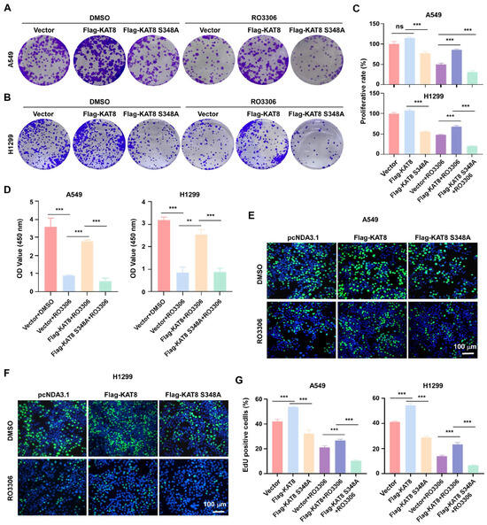 CDK1 Phosphorylates KAT8 at Ser348 to Stabilize the MSL Complex