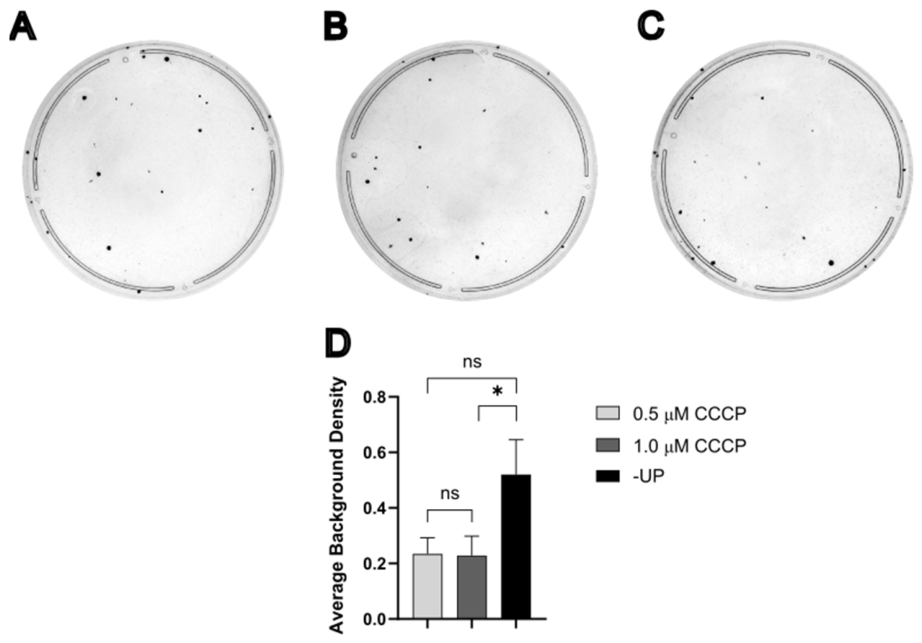 Cells 15 00898 g003 Cells 15 00898 g003
