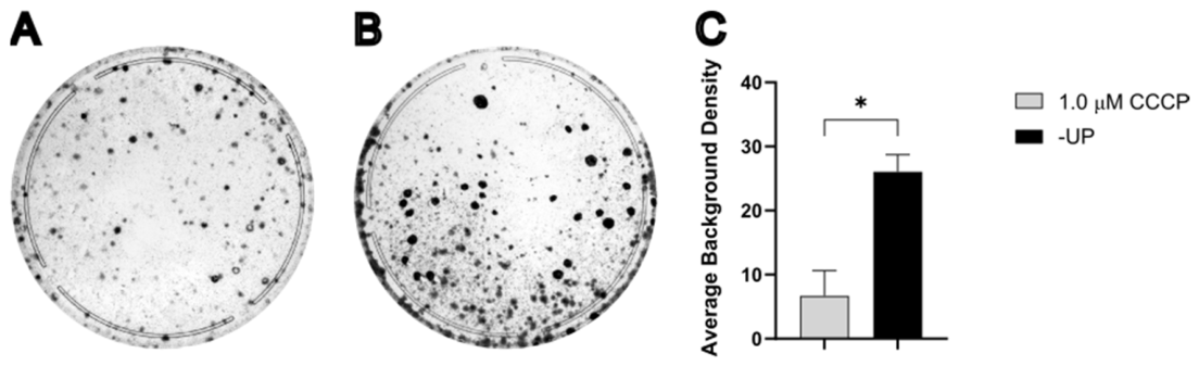 Cells 15 00898 g005 Cells 15 00898 g005