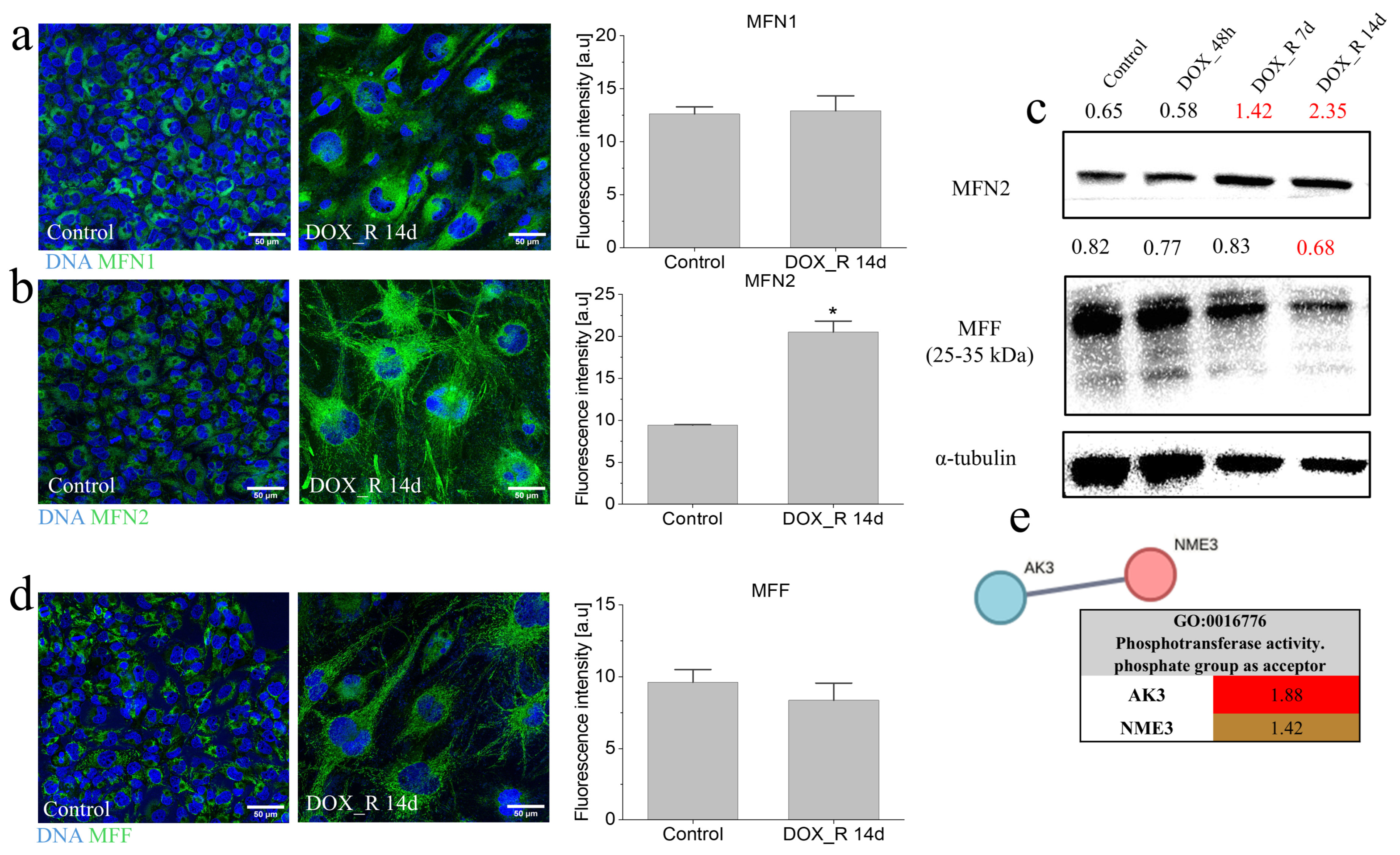 Cells 15 00899 g003