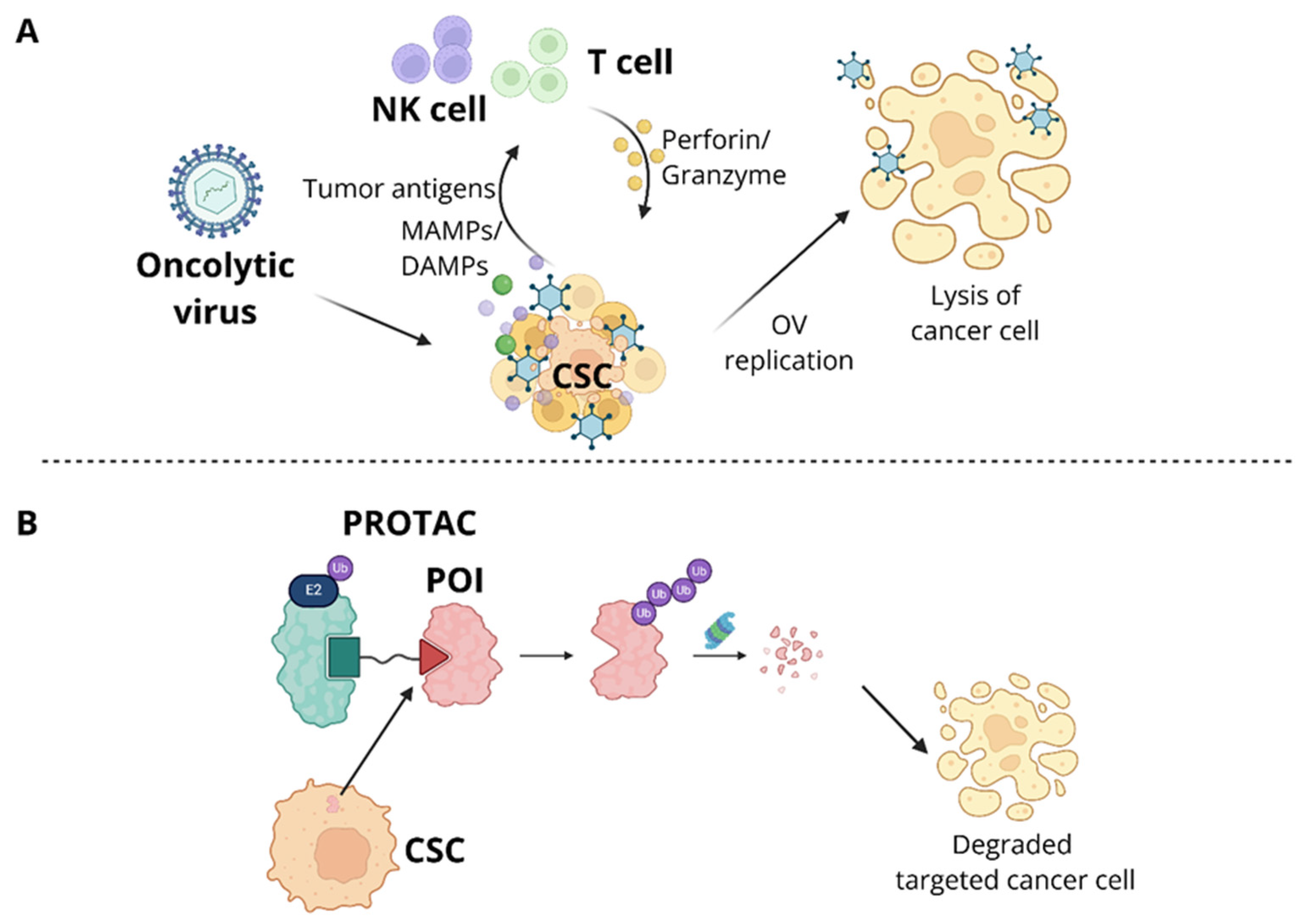 Cells 15 00910 g003