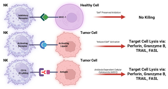 ghk-cu tolerance receptor downregulation desensitization The multifaceted functions of β-arrestins and their therapeutic potential  in neurodegenerative diseases main image 0