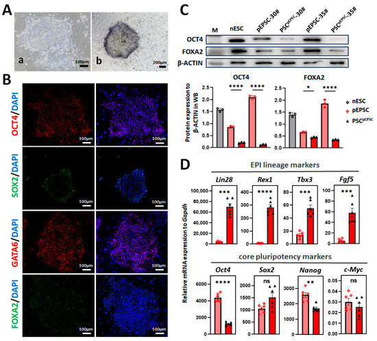 The Trilineage Coexistence Observed During the Differentiation of