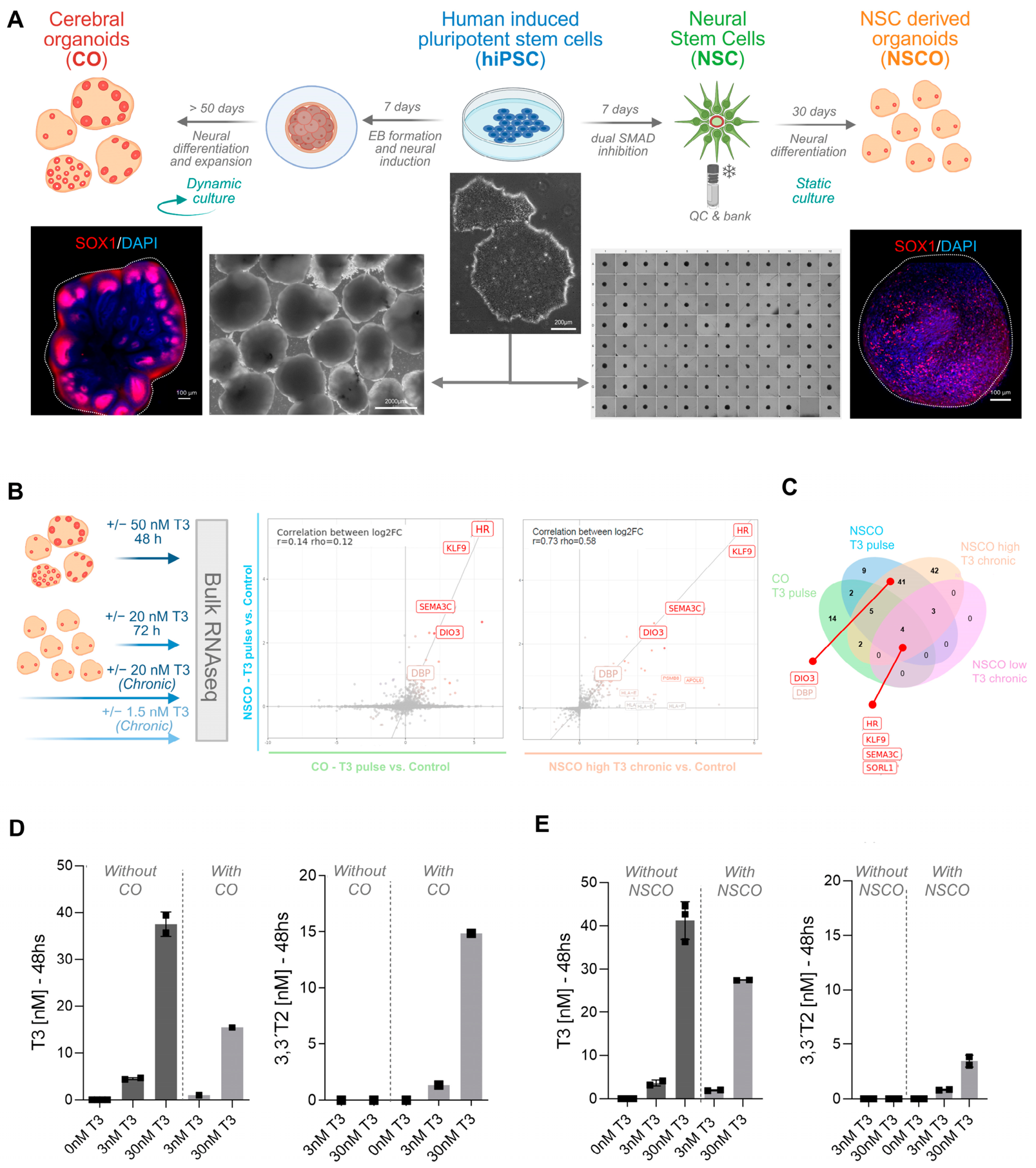 Cells 15 00963 g001 Cells 15 00963 g001