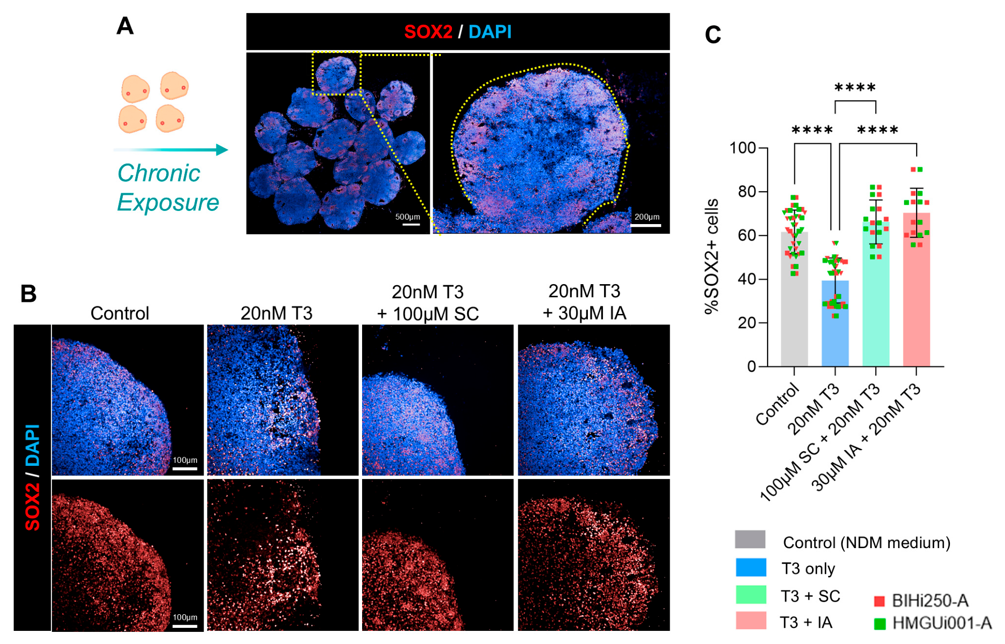 Cells 15 00963 g005 Cells 15 00963 g005