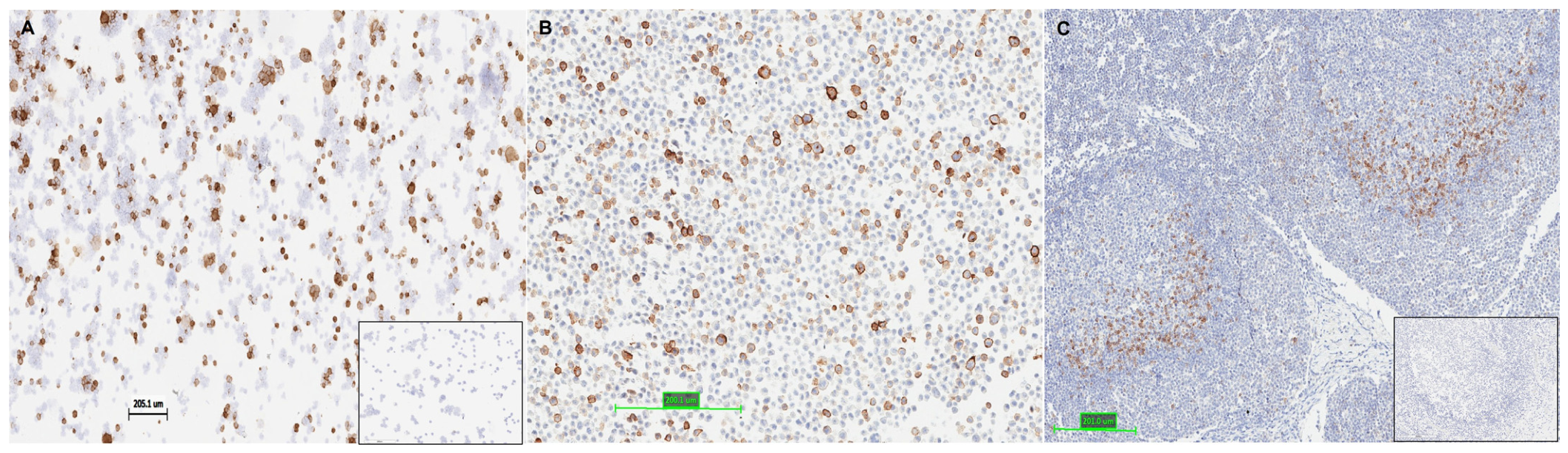 Cells 15 00966 g001