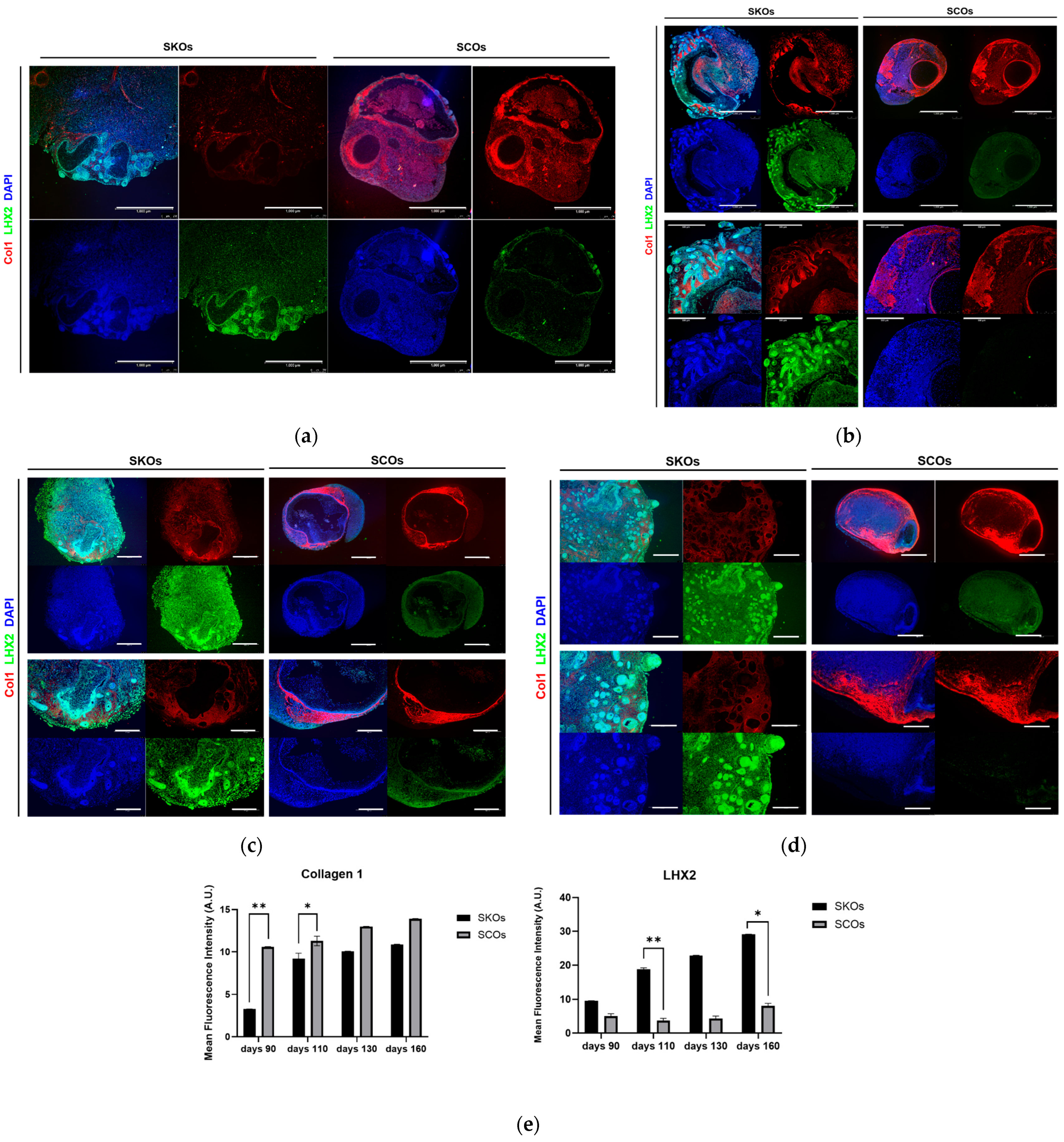 Cells 15 00969 g005 Cells 15 00969 g005