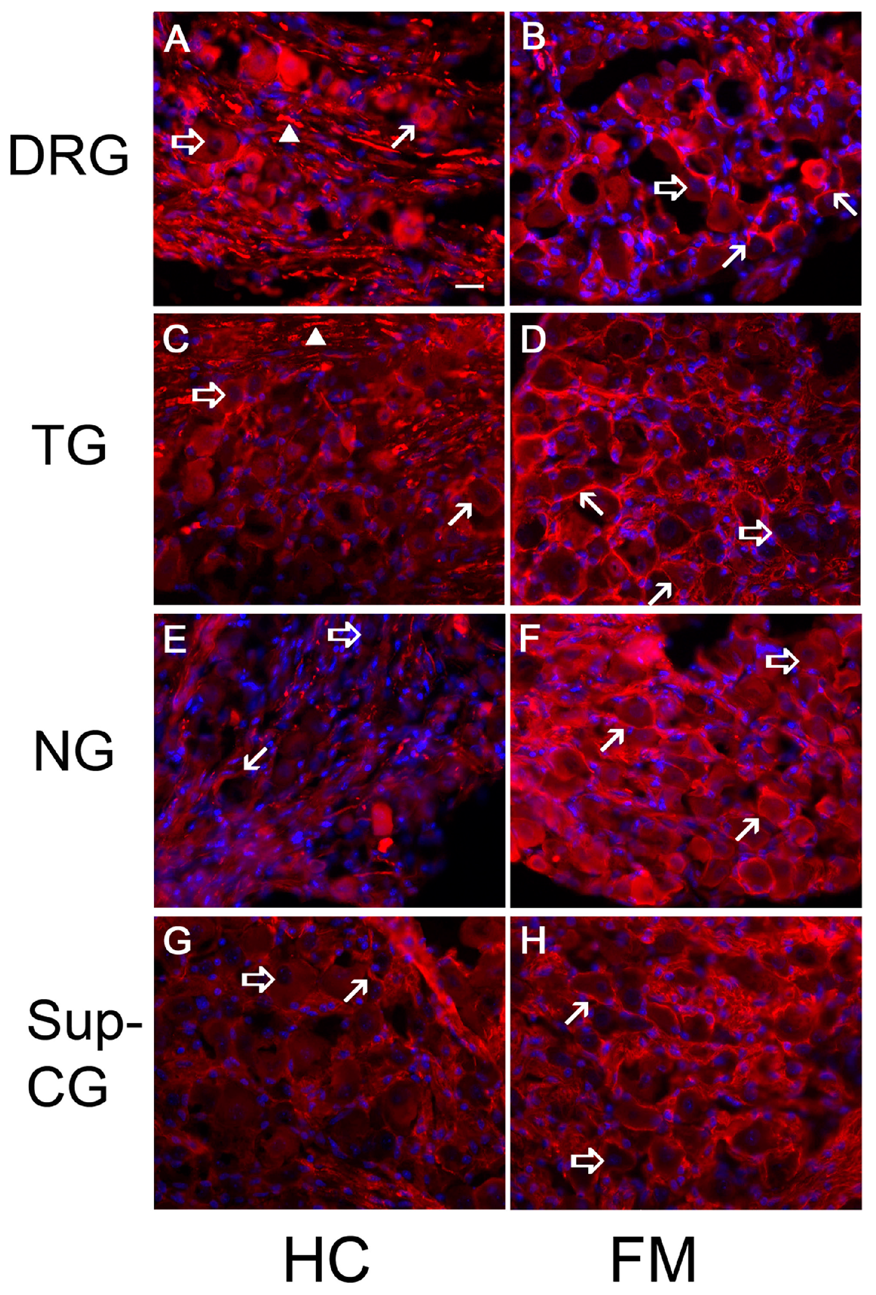 Cells 15 00974 g001 Cells 15 00974 g001