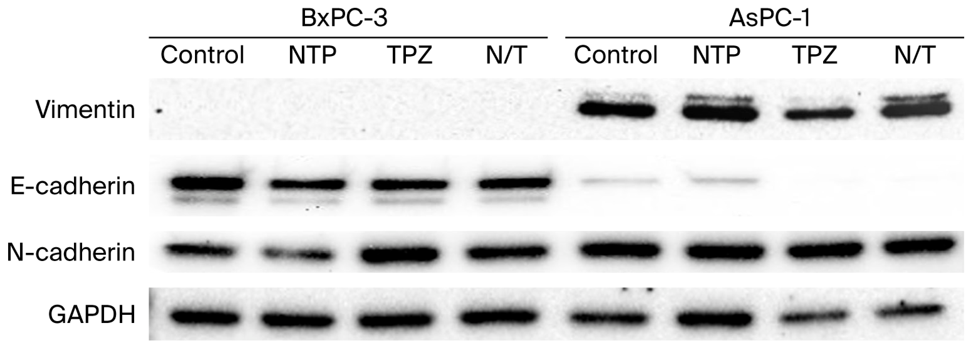 Cells 15 00975 g004 Cells 15 00975 g004