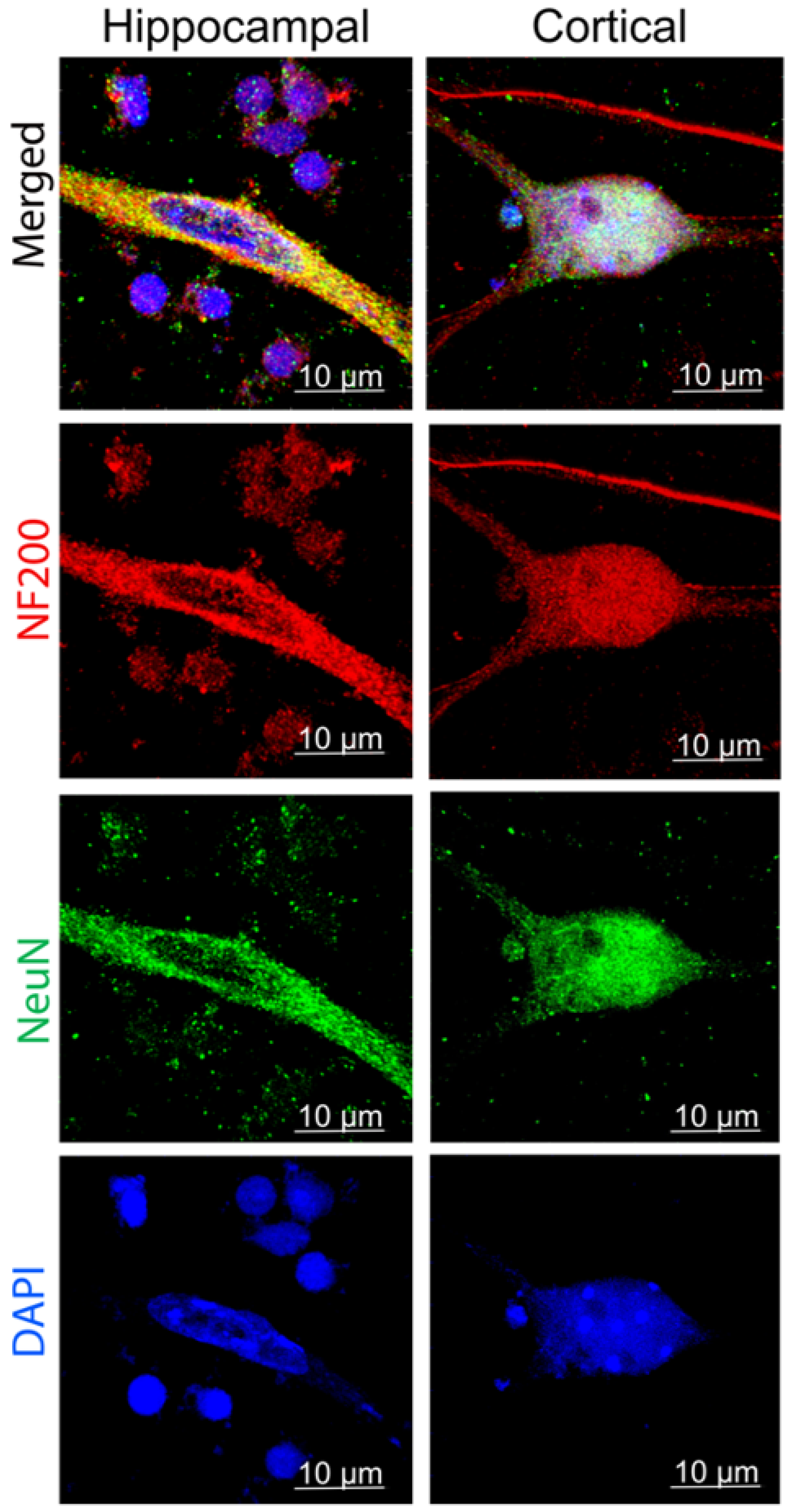 Cells 15 00976 g002 Cells 15 00976 g002
