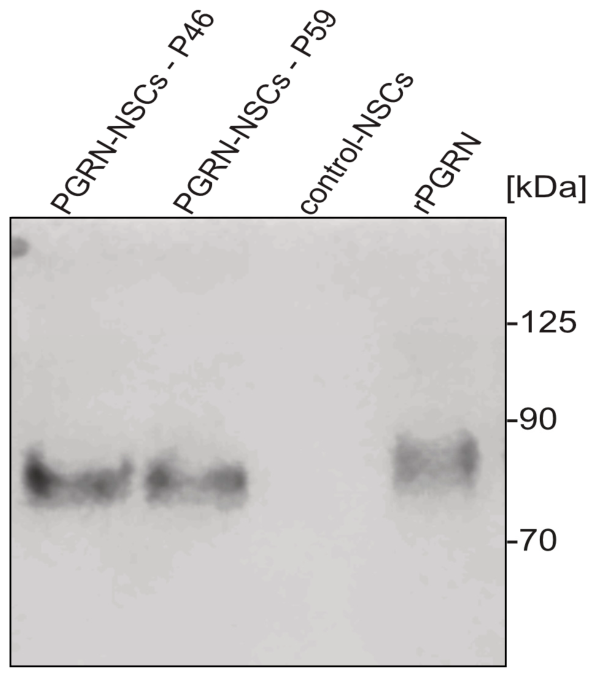 Cells 15 00988 g002 Cells 15 00988 g002