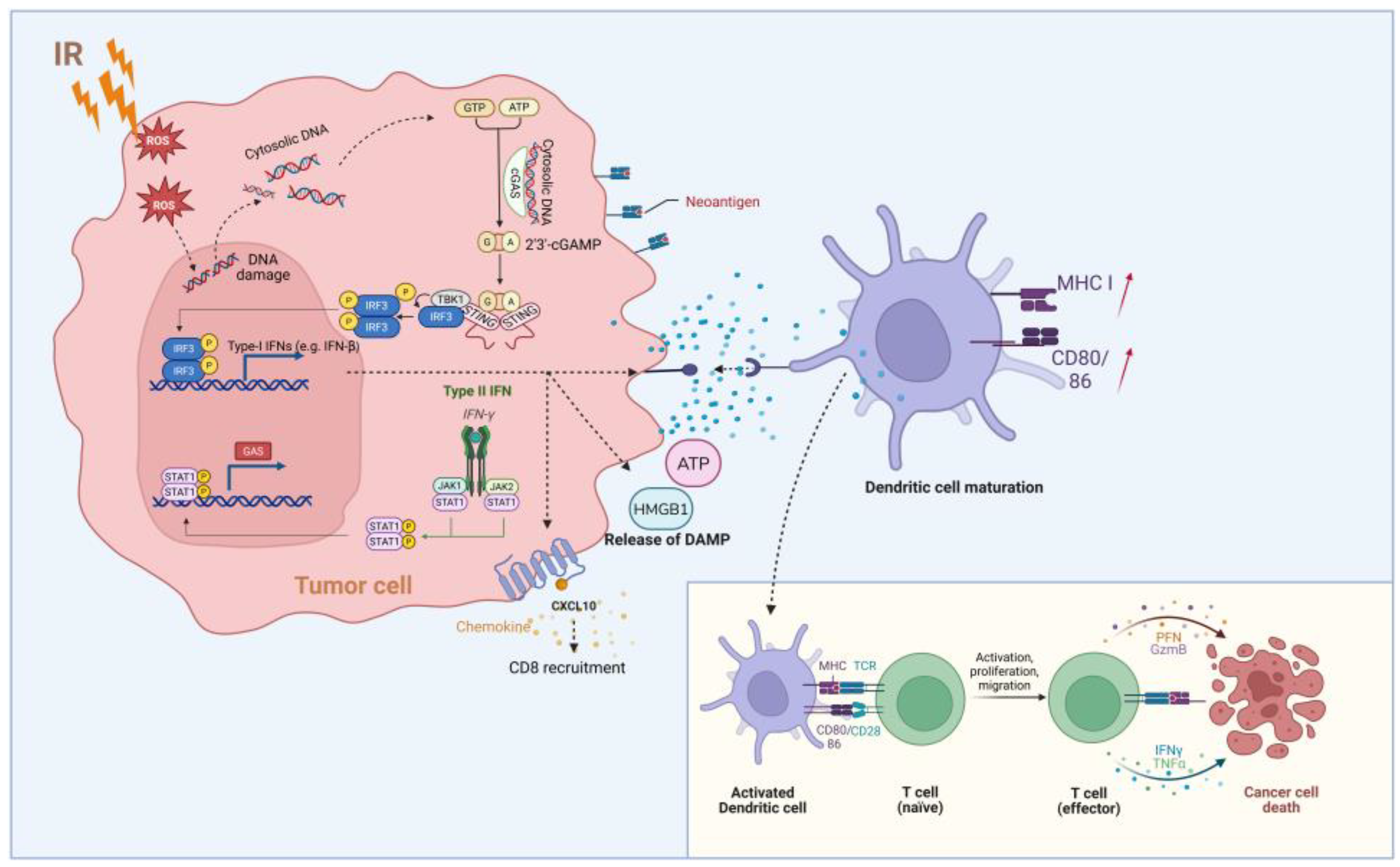Cells 15 00993 g003 Cells 15 00993 g003