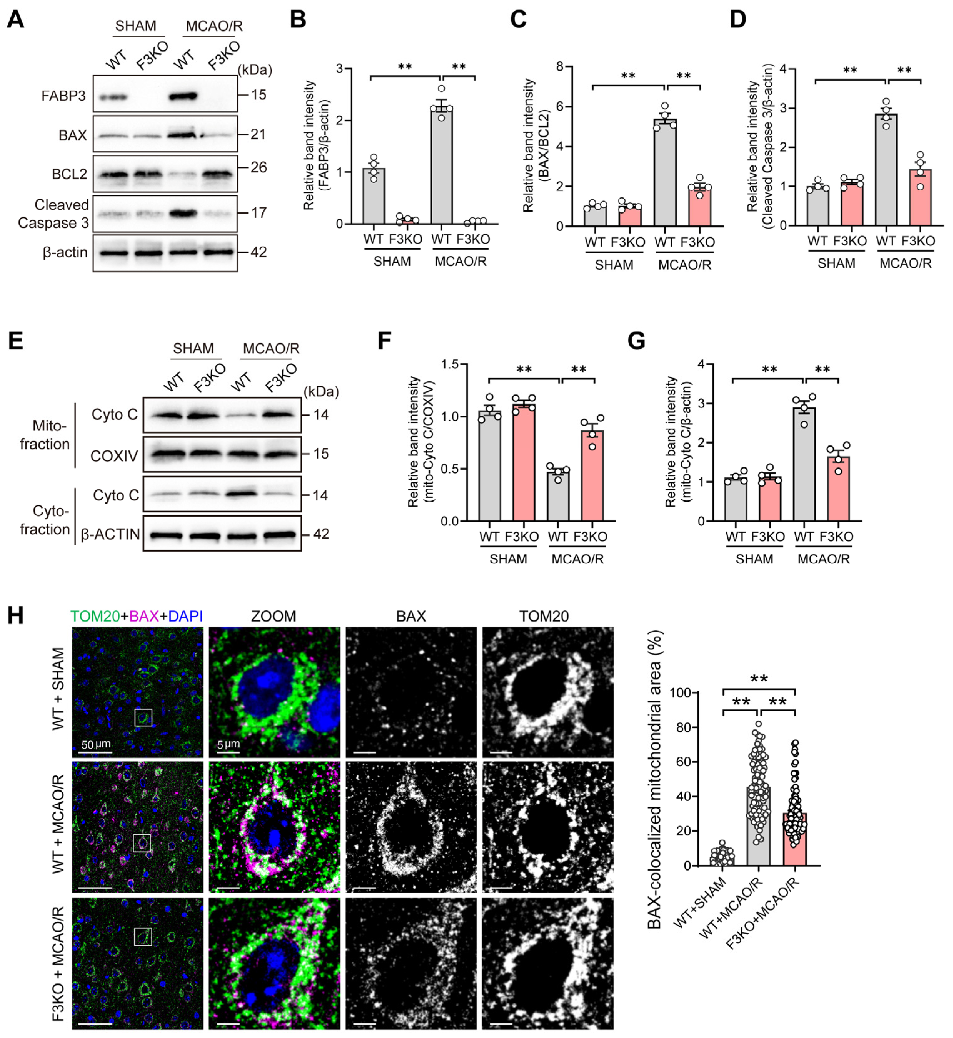 Cells 15 01003 g002