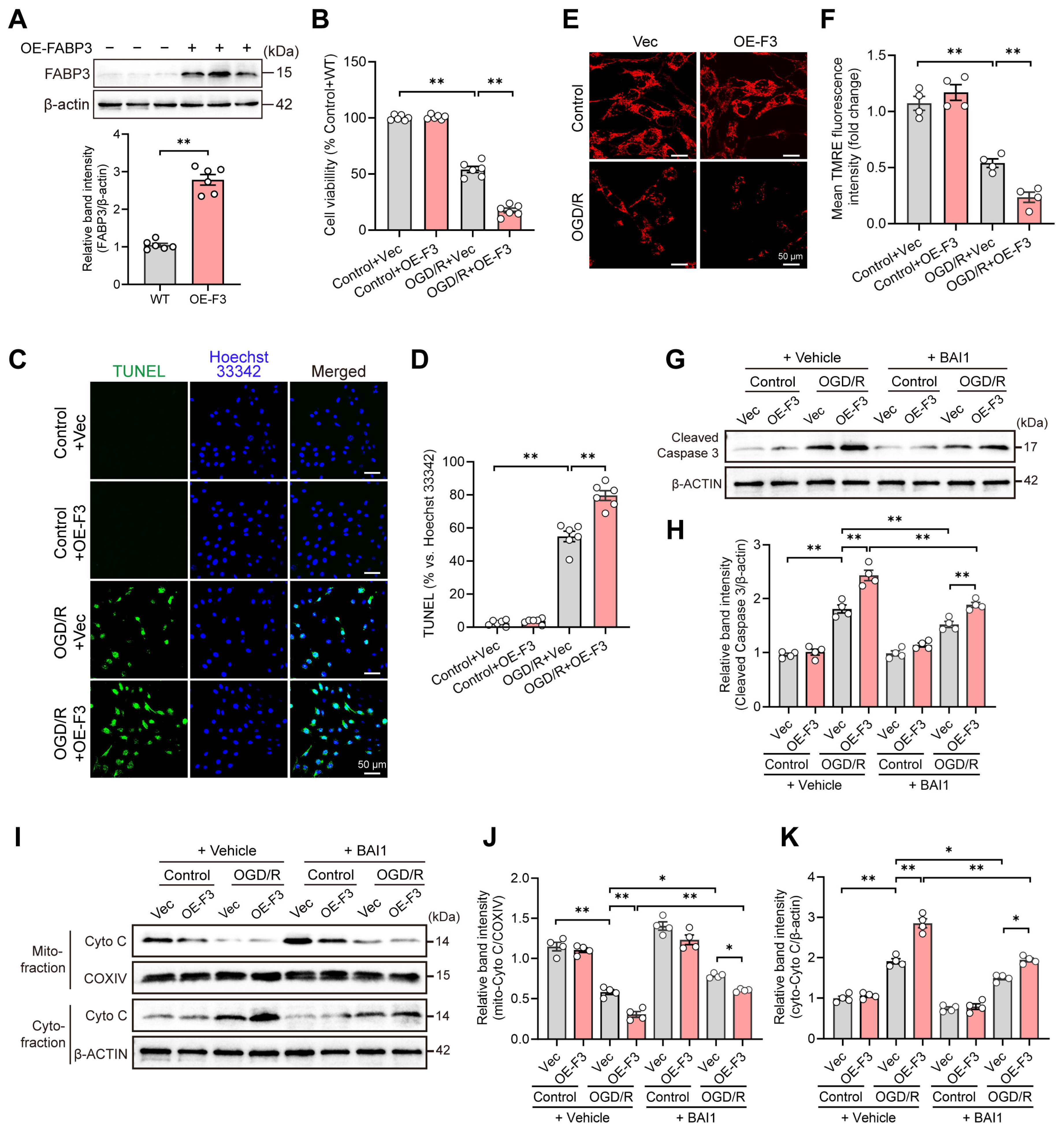 Cells 15 01003 g004