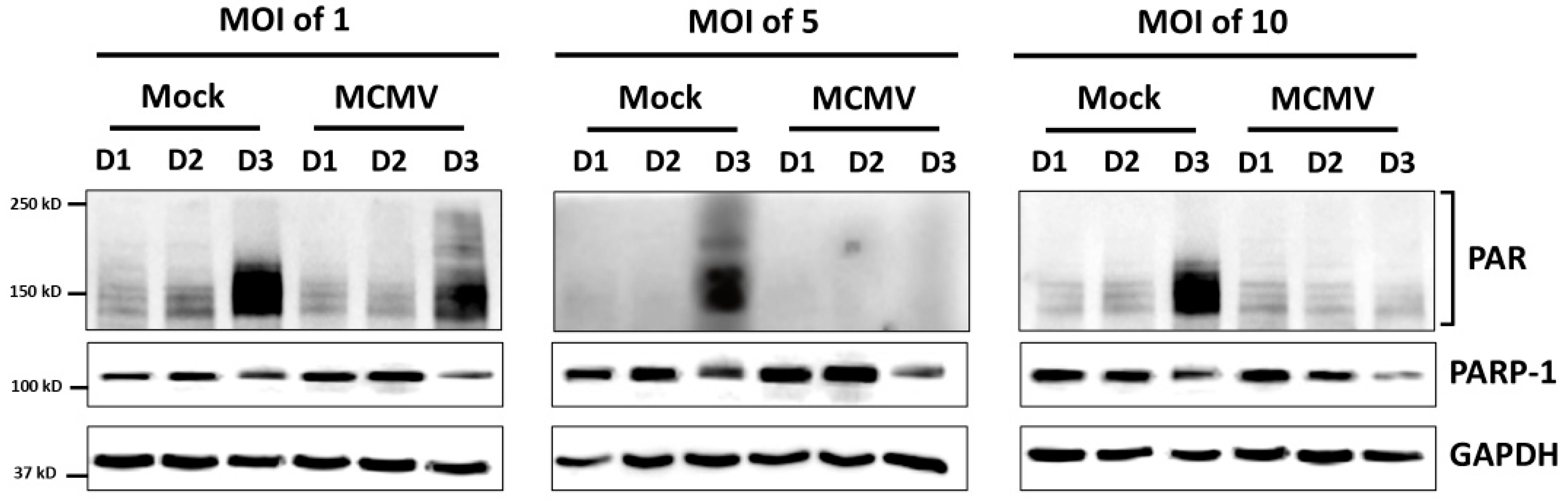 Cells 15 01009 g004 Cells 15 01009 g004