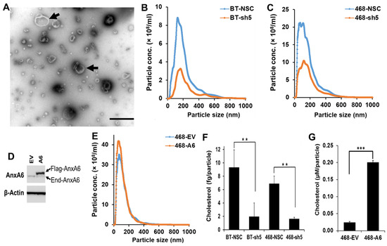 Annexin A6 Modulates the Secretion of Pro-Inflammatory Cytokines