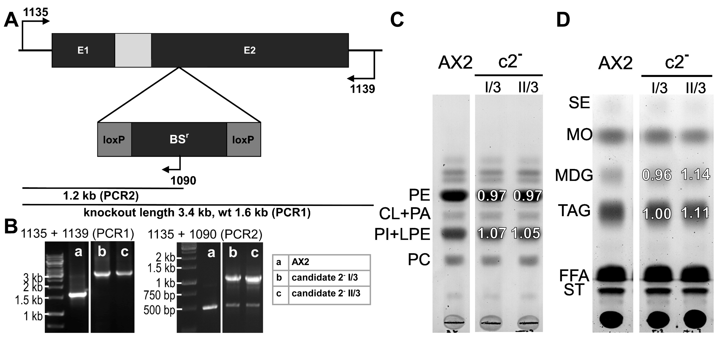 Cells 15 01025 g003 Cells 15 01025 g003