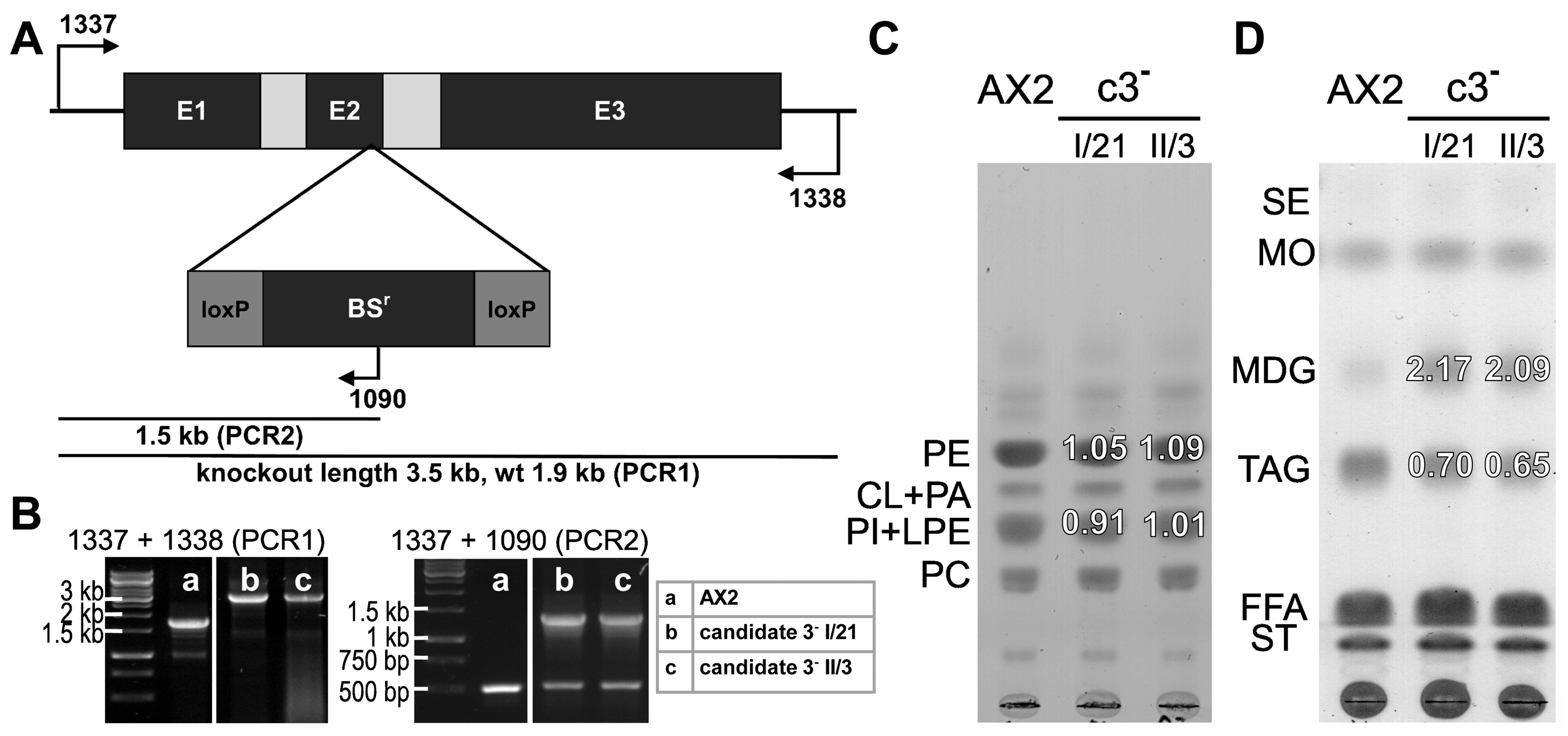 Cells 15 01025 g004 Cells 15 01025 g004