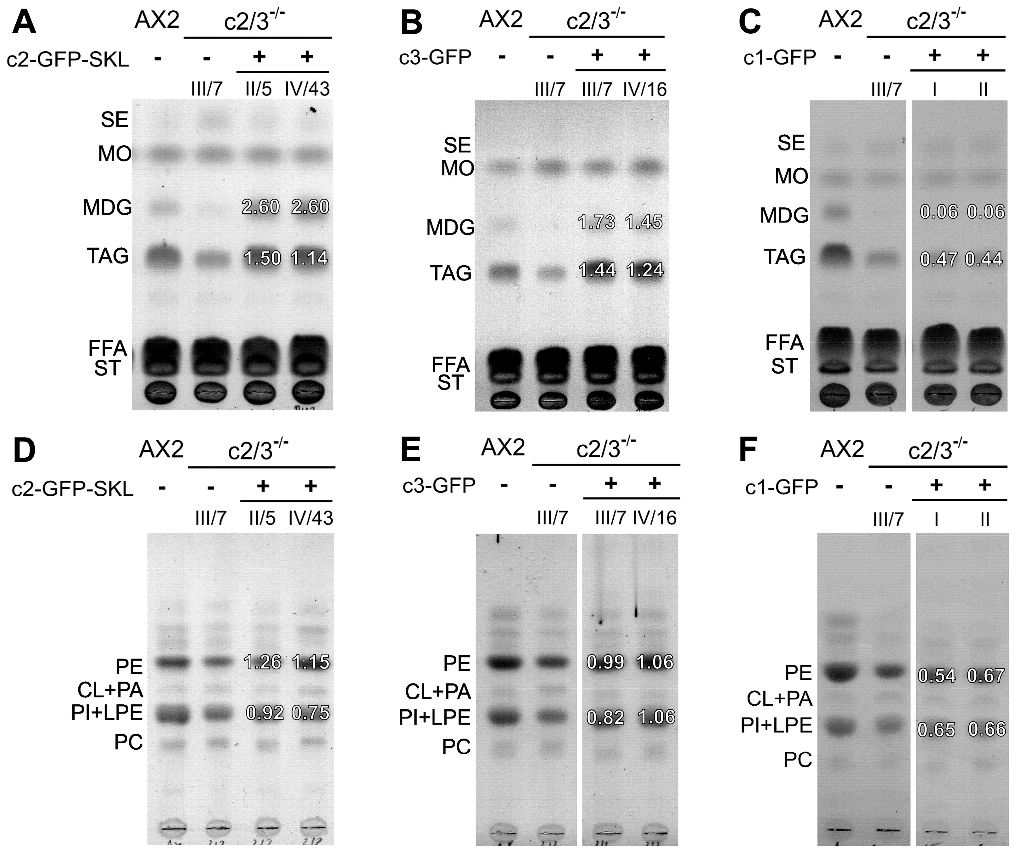 Cells 15 01025 g006 Cells 15 01025 g006