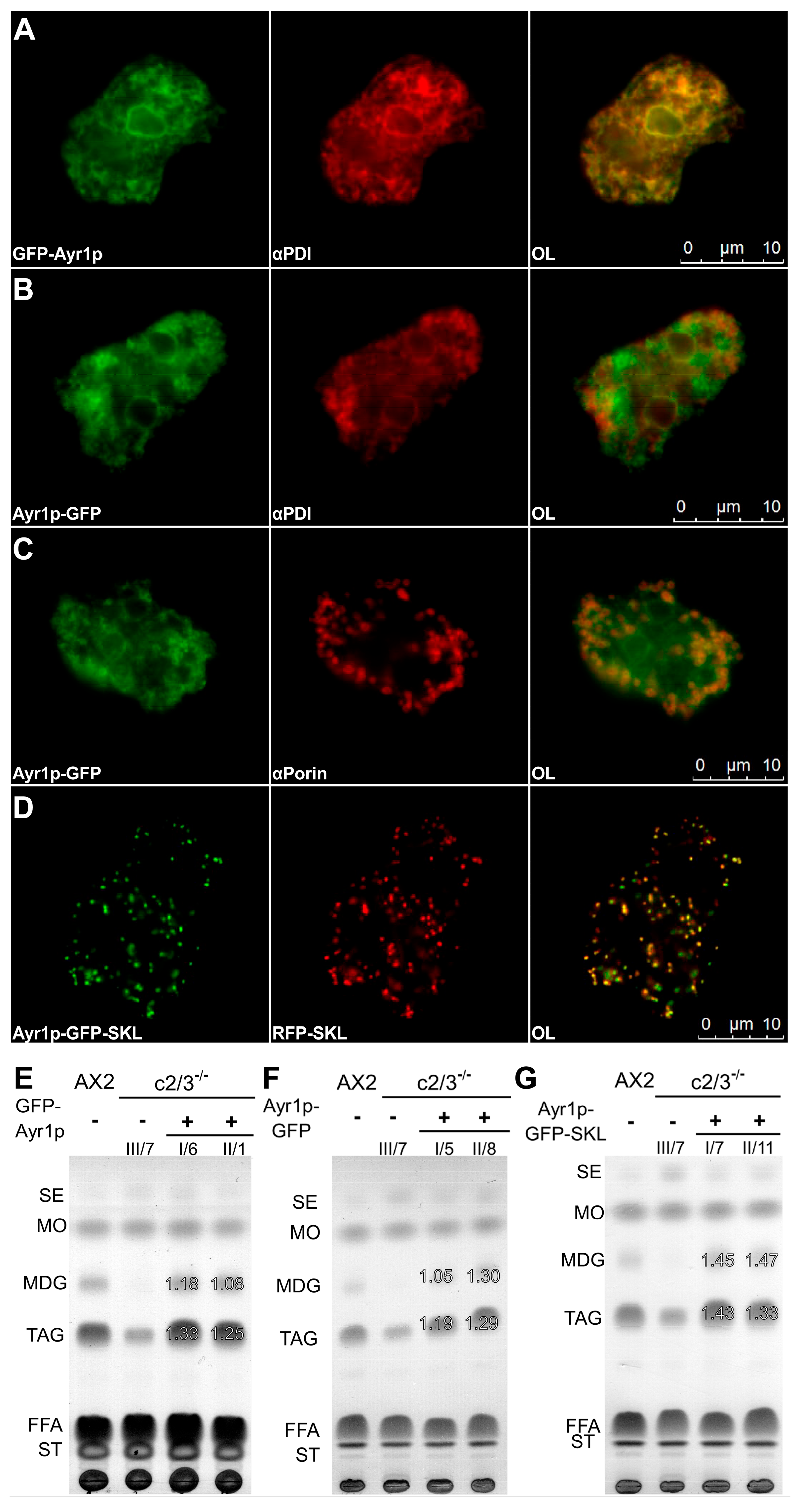Cells 15 01025 g007 Cells 15 01025 g007