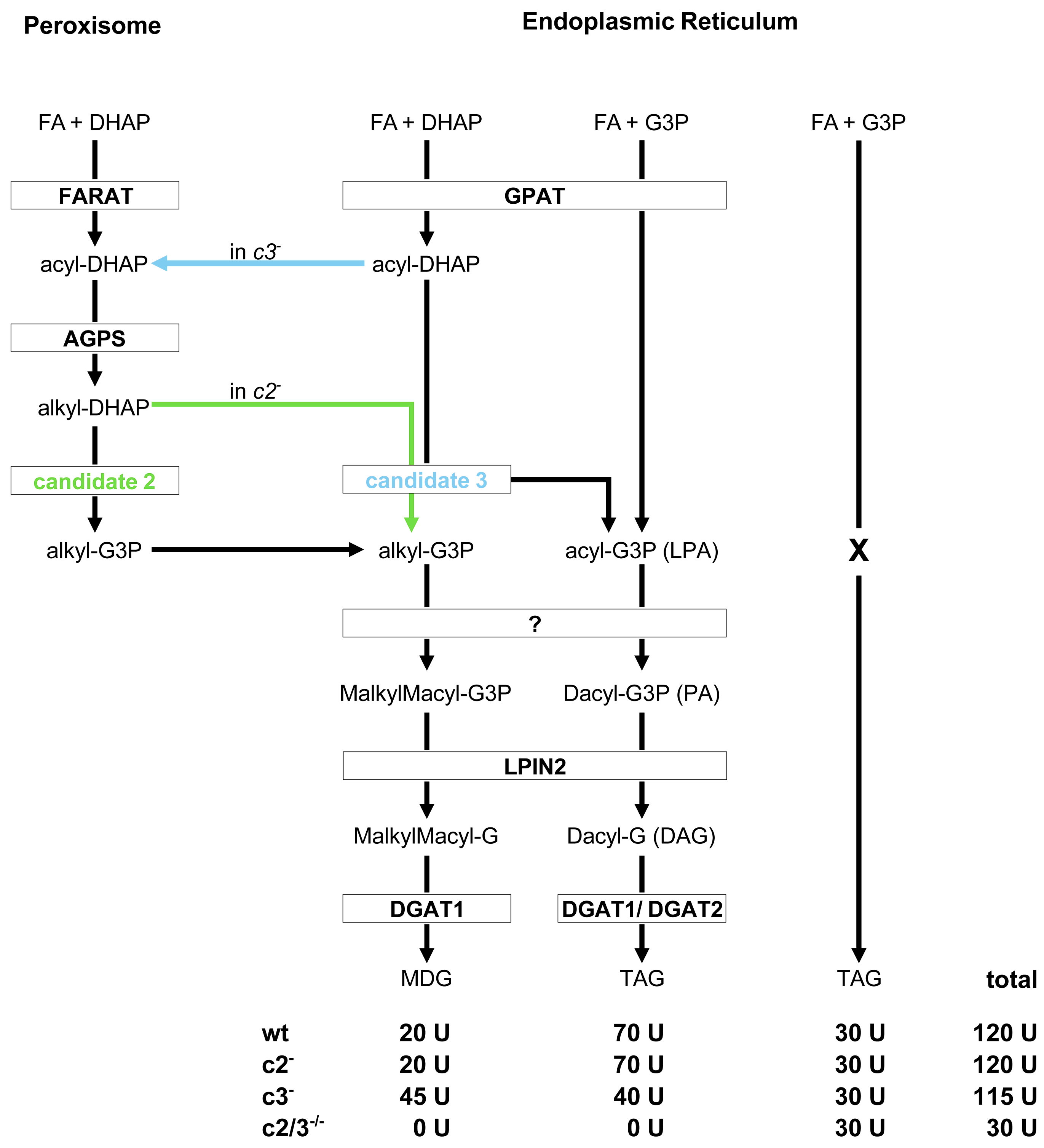 Cells 15 01025 g008 Cells 15 01025 g008