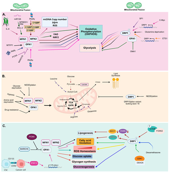 Mitochondrial Dynamics in Cancer Progression and Therapy
