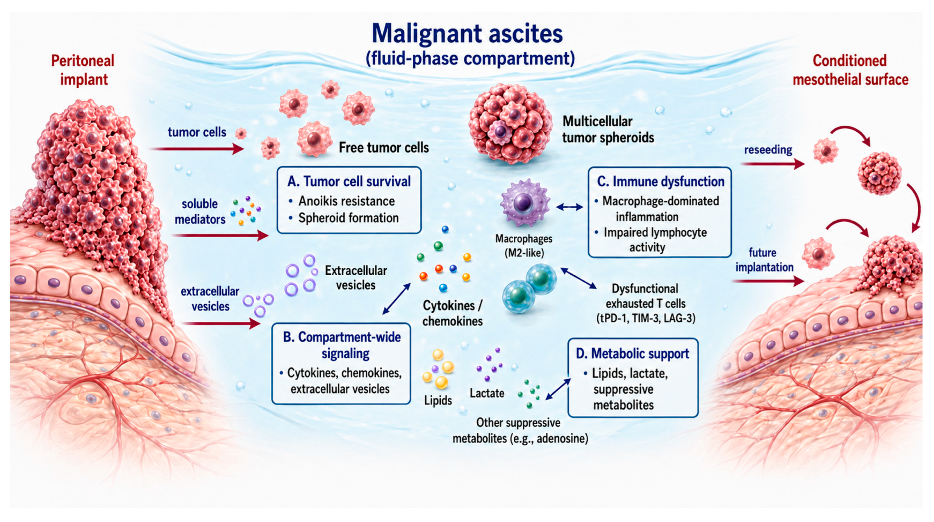 Cells 15 01055 g004 Cells 15 01055 g004