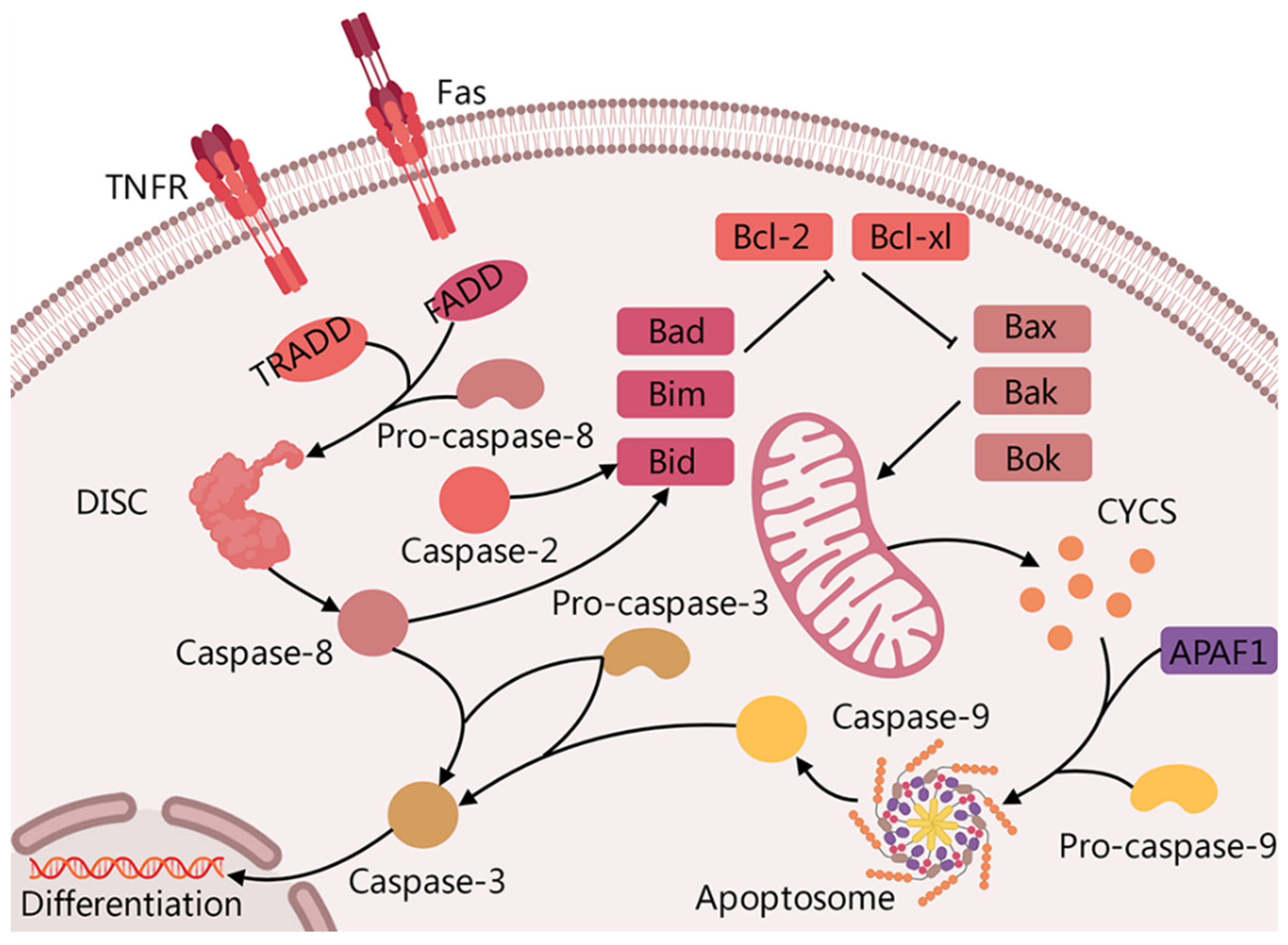 Cells 15 01061 g001 Cells 15 01061 g001