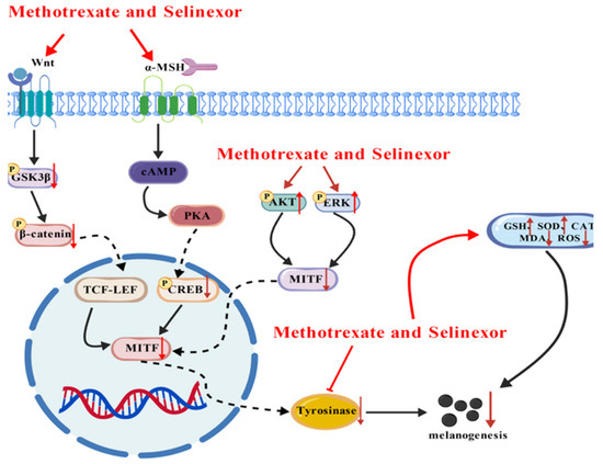 glutathione and methotrexate Structure-Based Virtual Screening and Mechanistic Characterization of  Methotrexate and Selinexor as Potent Anti-Melanogenic Agents via  Multi-Pathway Suppression of MITF