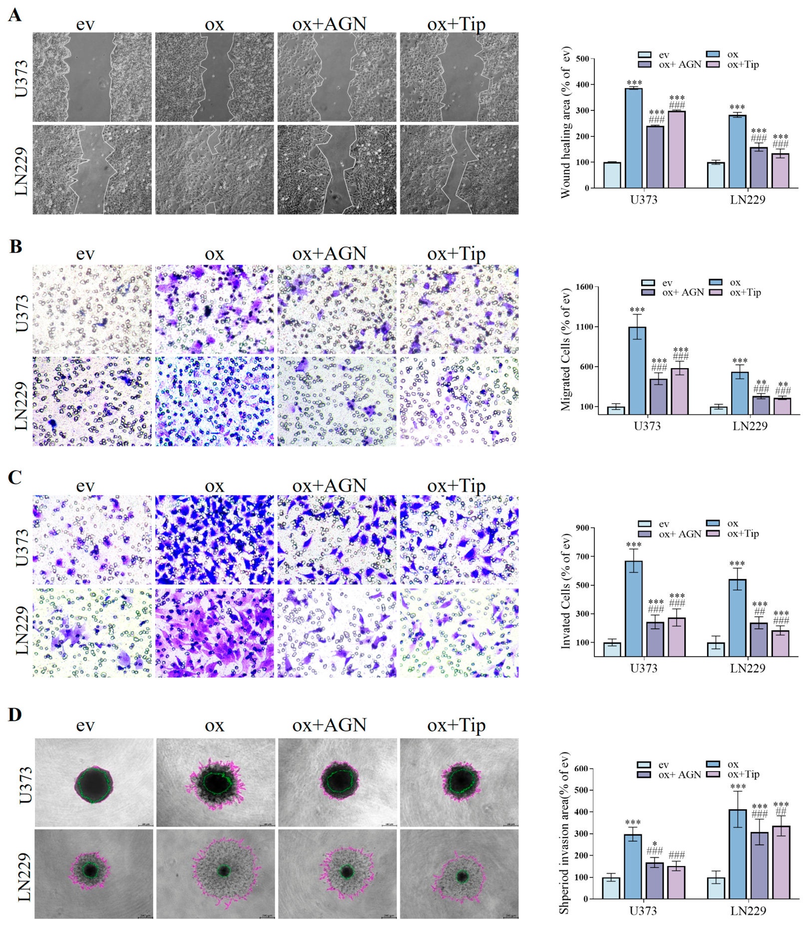 Cells 15 01079 g002