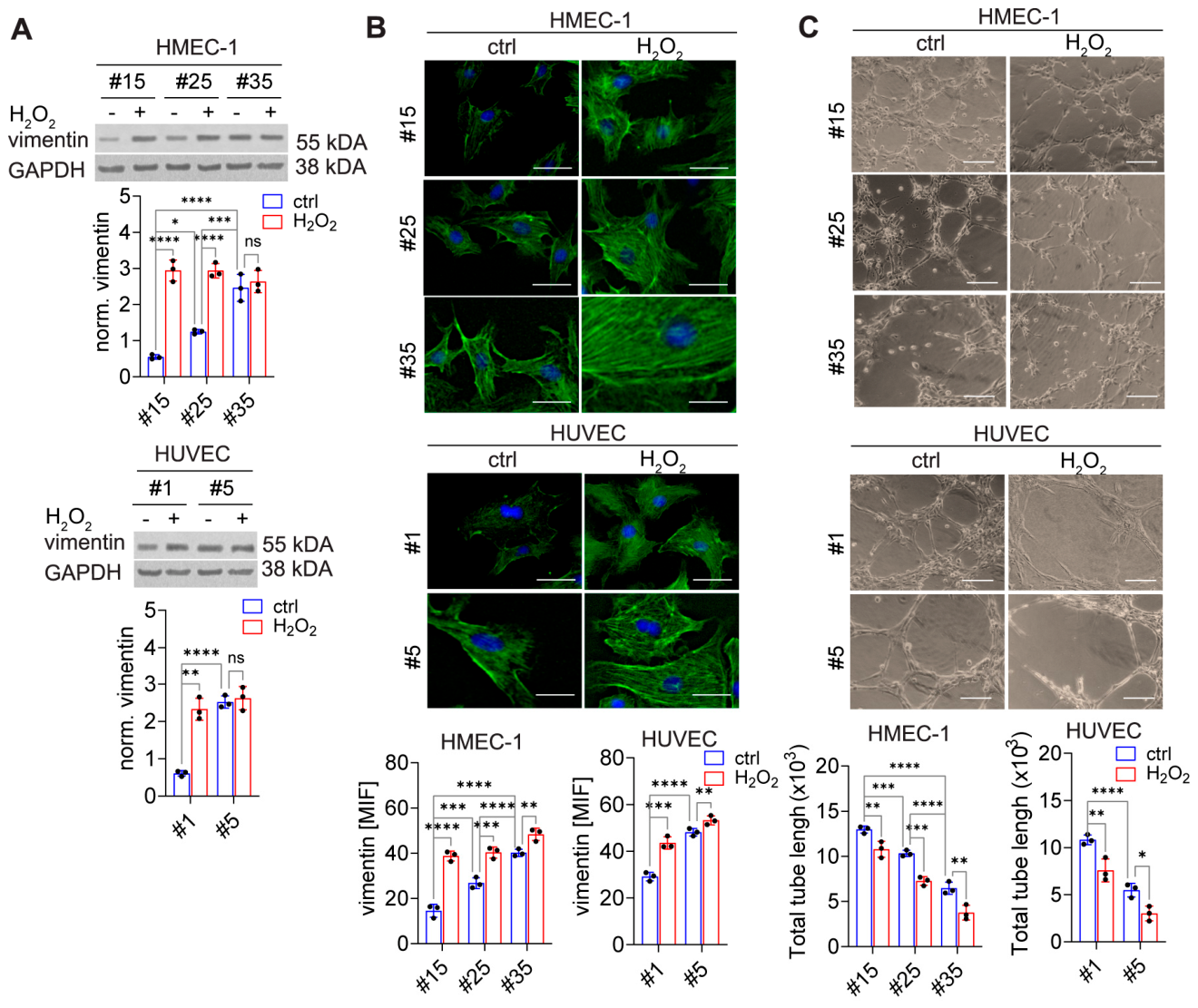Cells 15 01081 g002 Cells 15 01081 g002