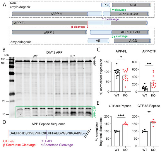 Neurodegenerative NMNAT2 Deficiency Promotes APP Processing in a
